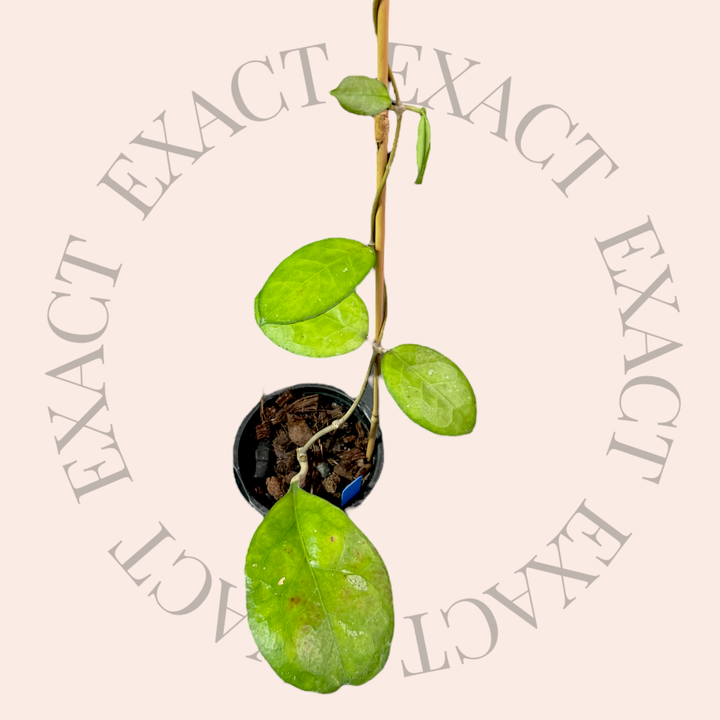 Hoya &