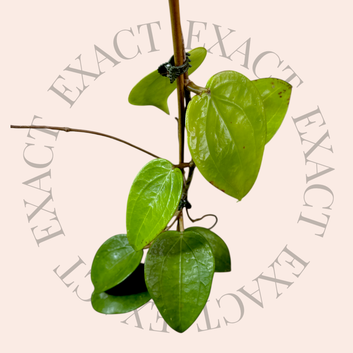 Hoya rigida (short leaf)