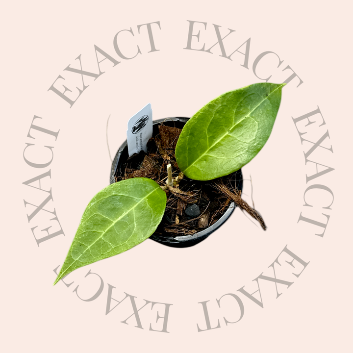 Hoya verticillata (outer variegated, Lampung)
