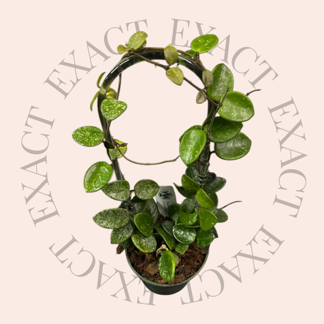 PS0191 - Trellised Hoya 'Mathilde' (splash)