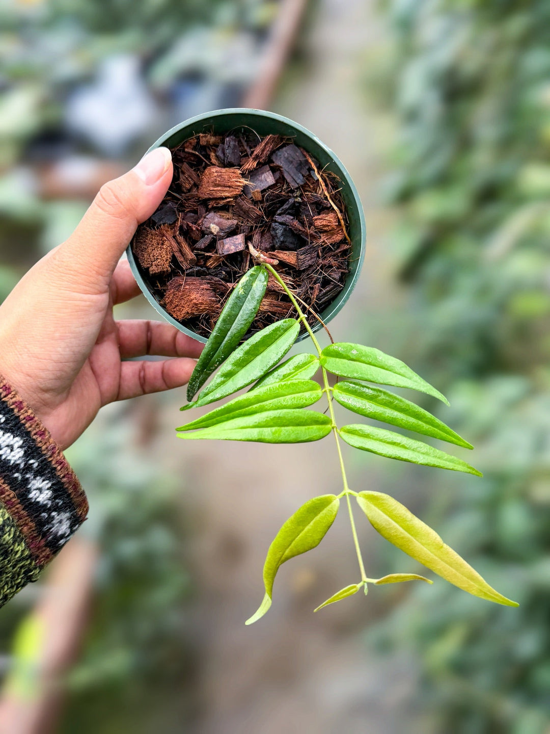 PS0198 - Hoya paradisea