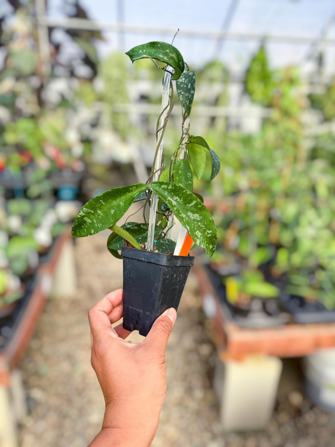 PS0123 - Hoya phuwuaensis