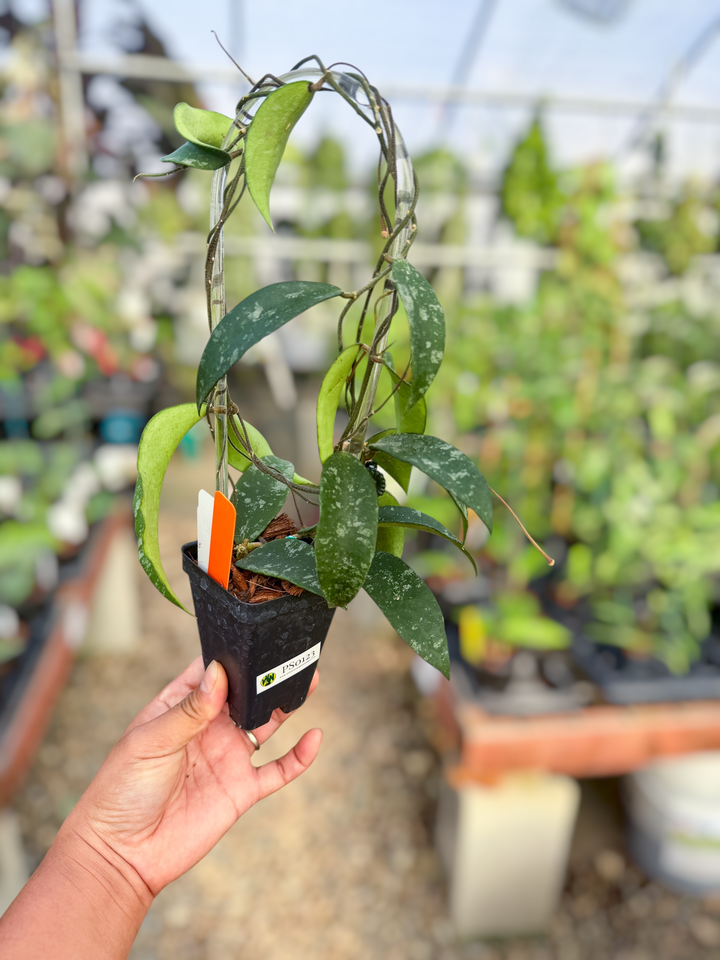 PS0123 - Hoya phuwuaensis