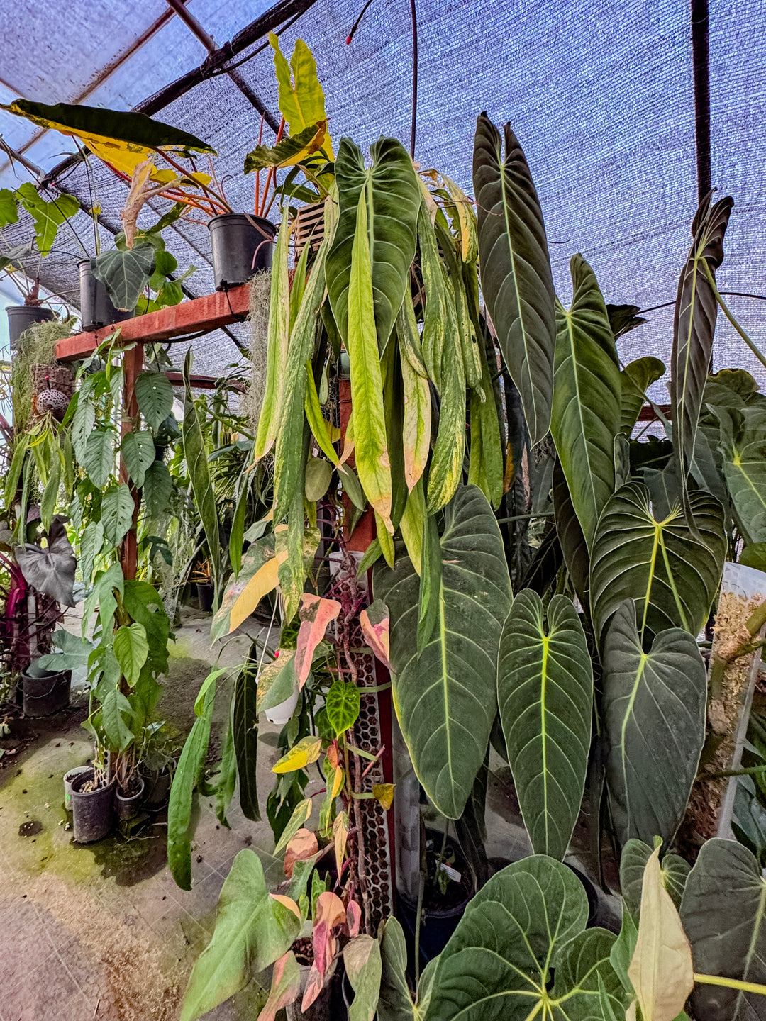 Greenhouse Appointment - YUCAIPA, CA