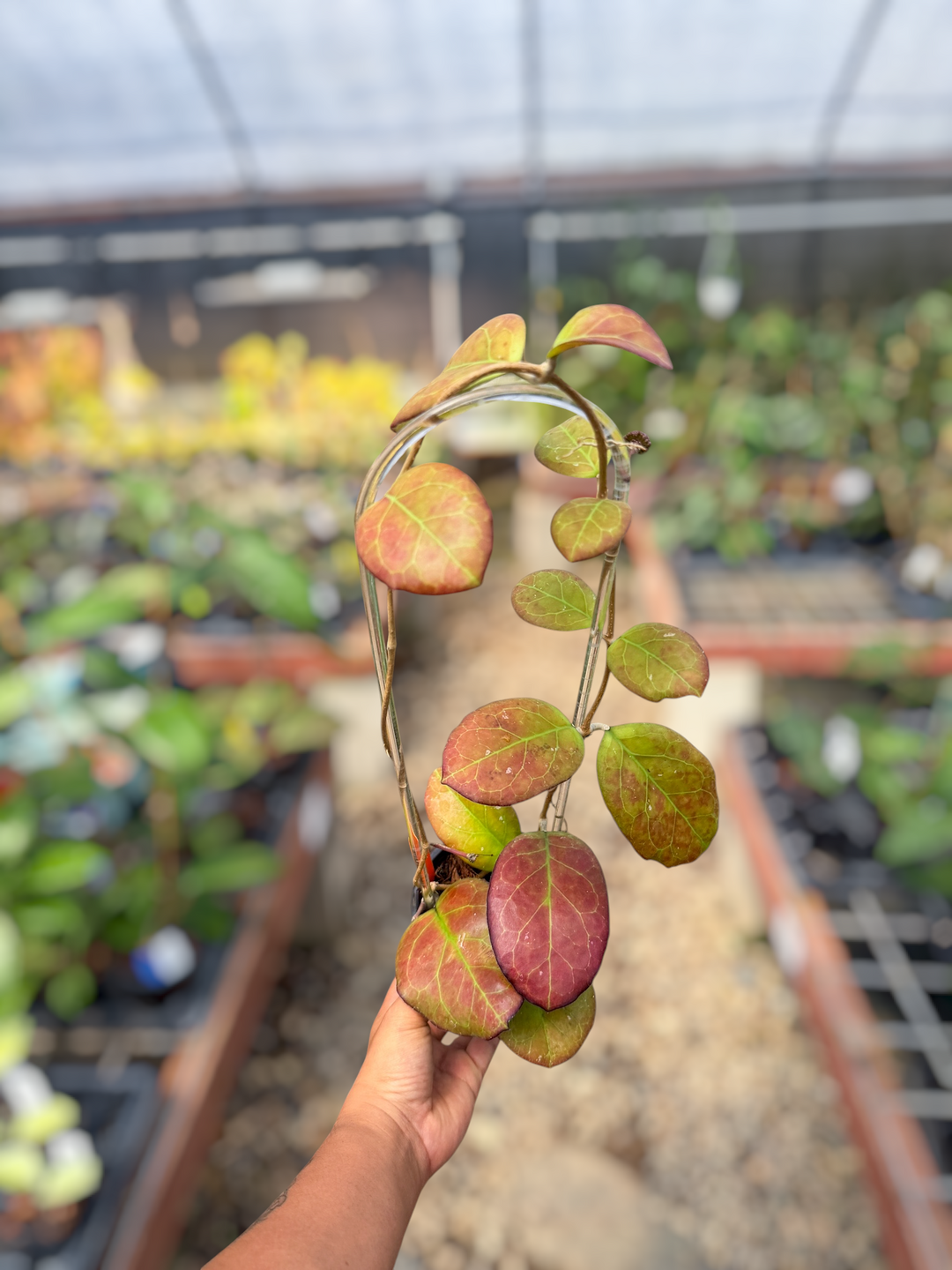 PS0552 - Hoya AH1025
