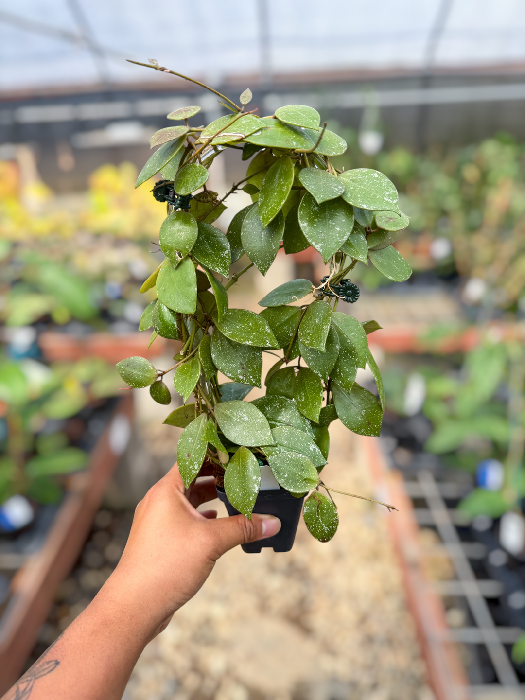 PS0556 - Hoya walliniana (splash)