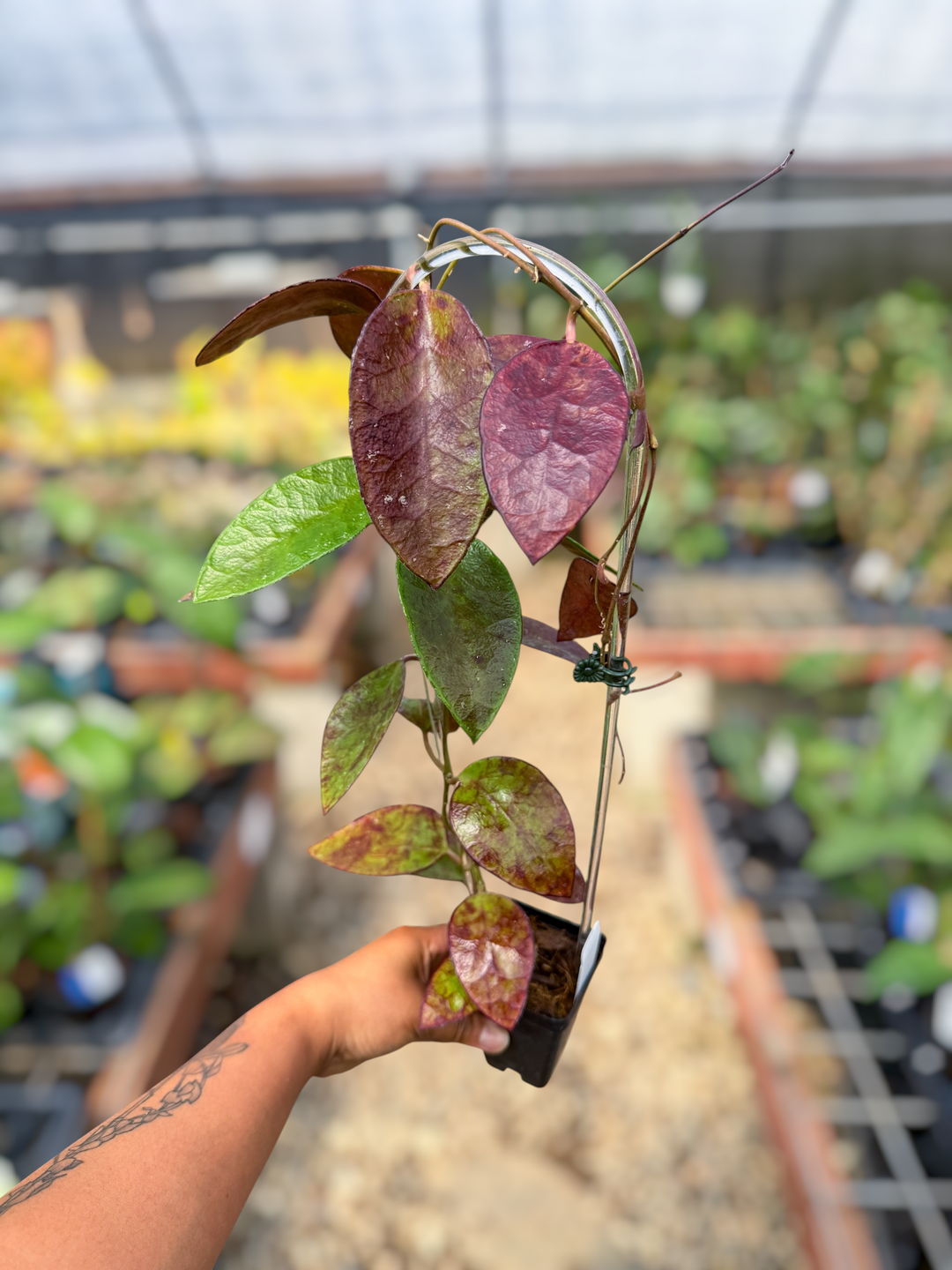 PS0557 - Hoya benchai