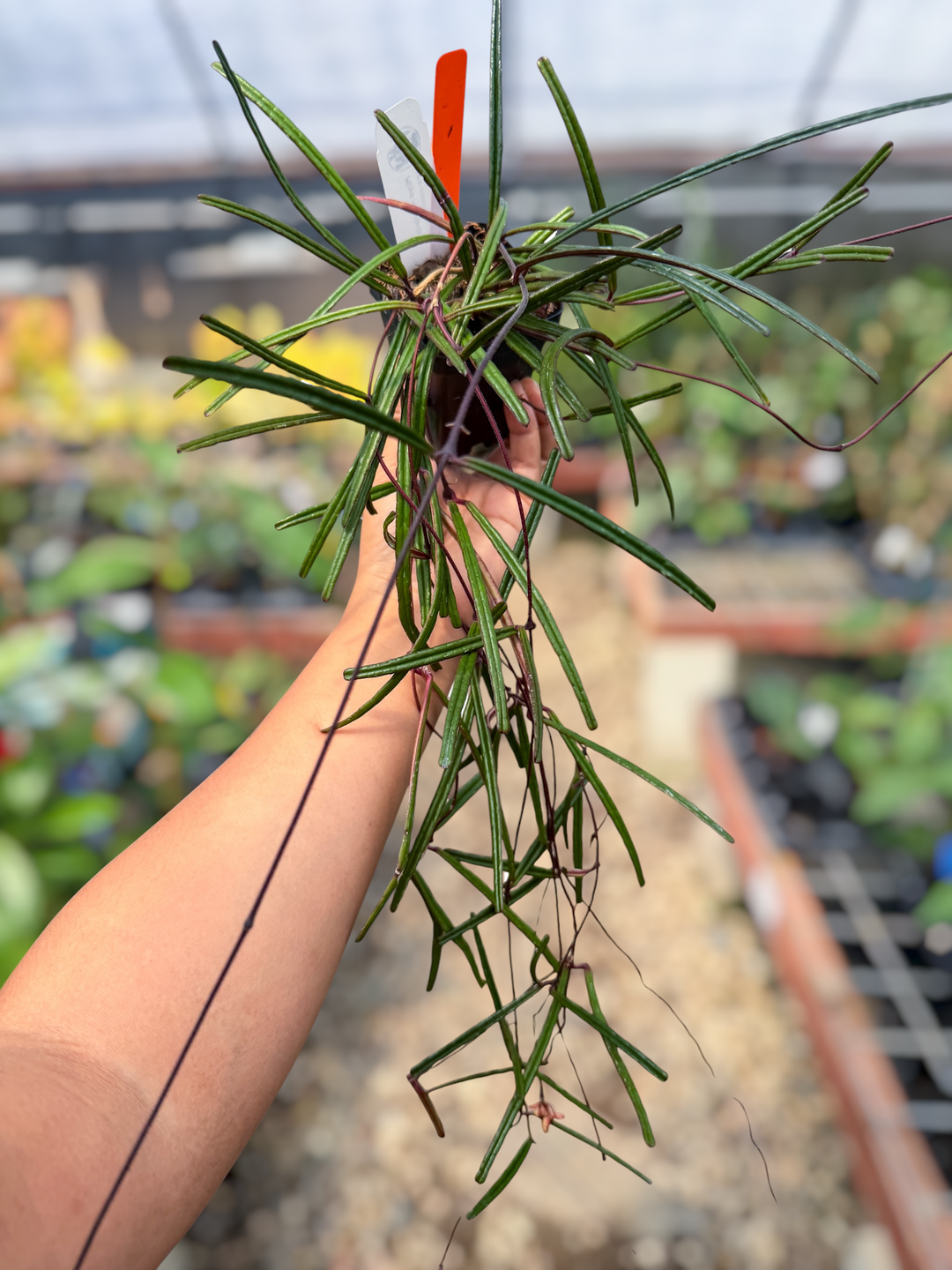 PS0561 - Hoya insularis