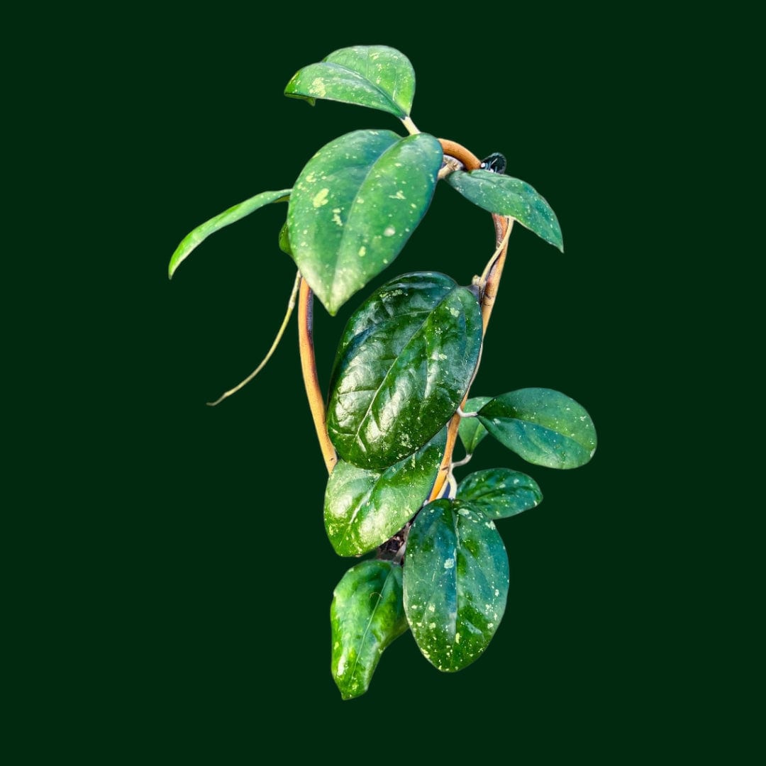 hoya cv joy 希少　レア品種 image_cc6e35b9-298c-4480-ac1f-