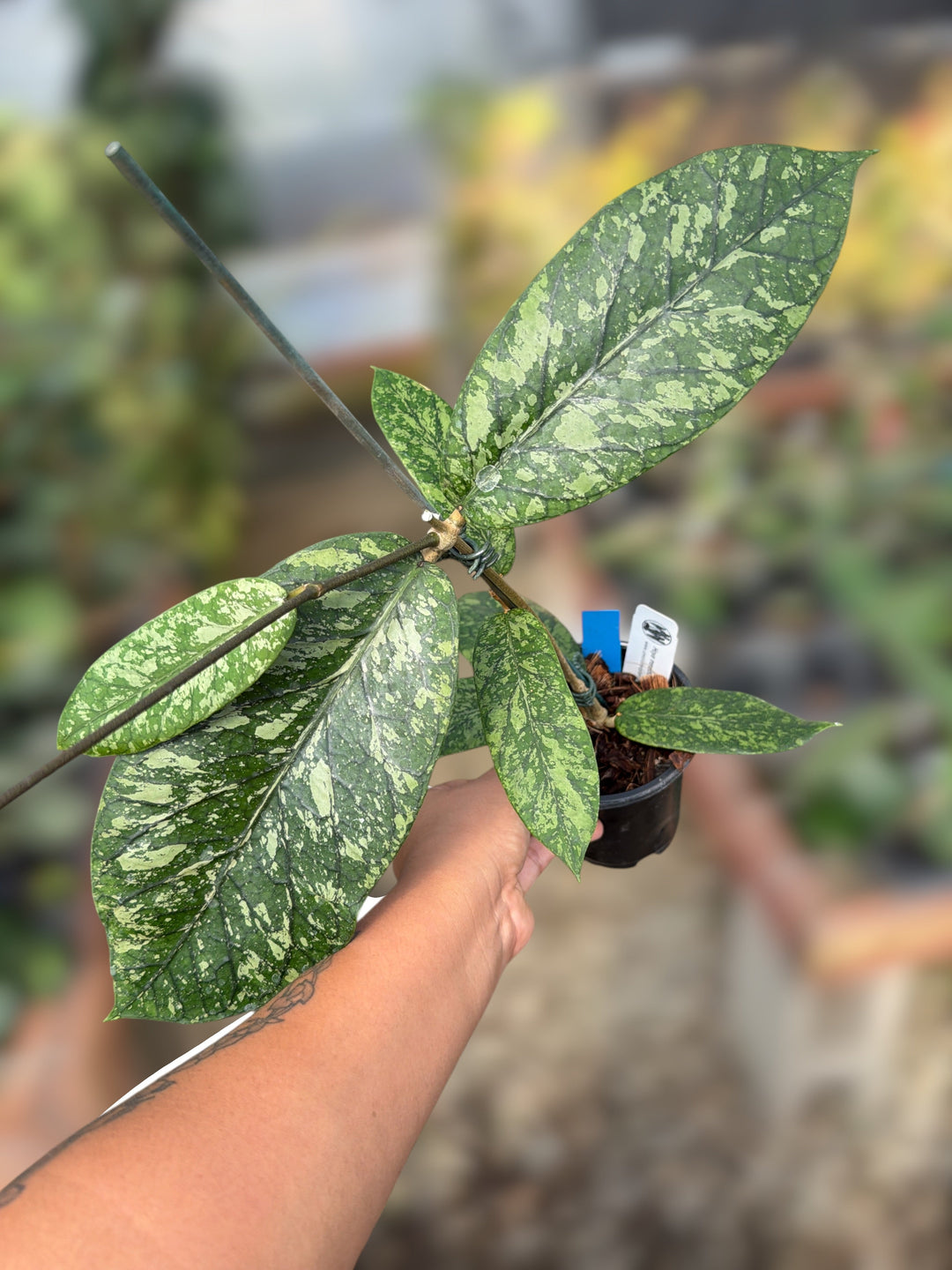 PS0061 - Hoya meredithii (Gunung Kapi)