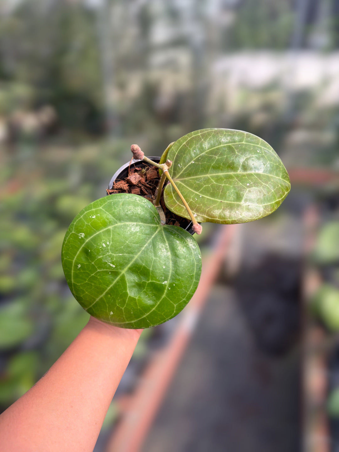 PS0064 - Hoya latifolia (Sarawak)