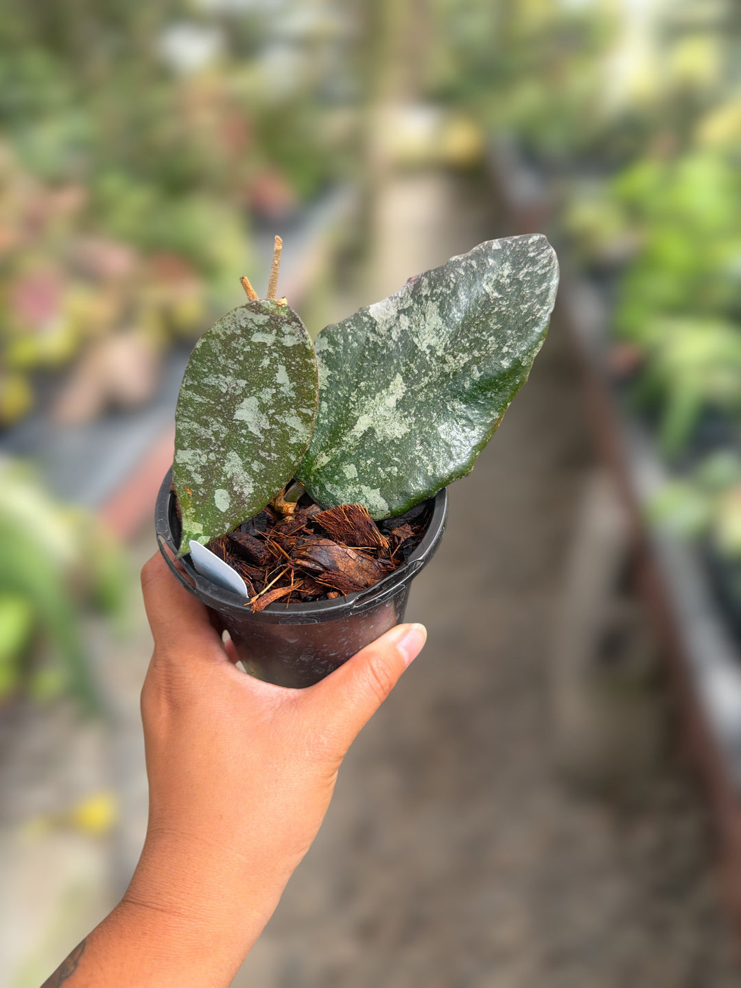 PS0067 - Hoya towutiensis (silver)