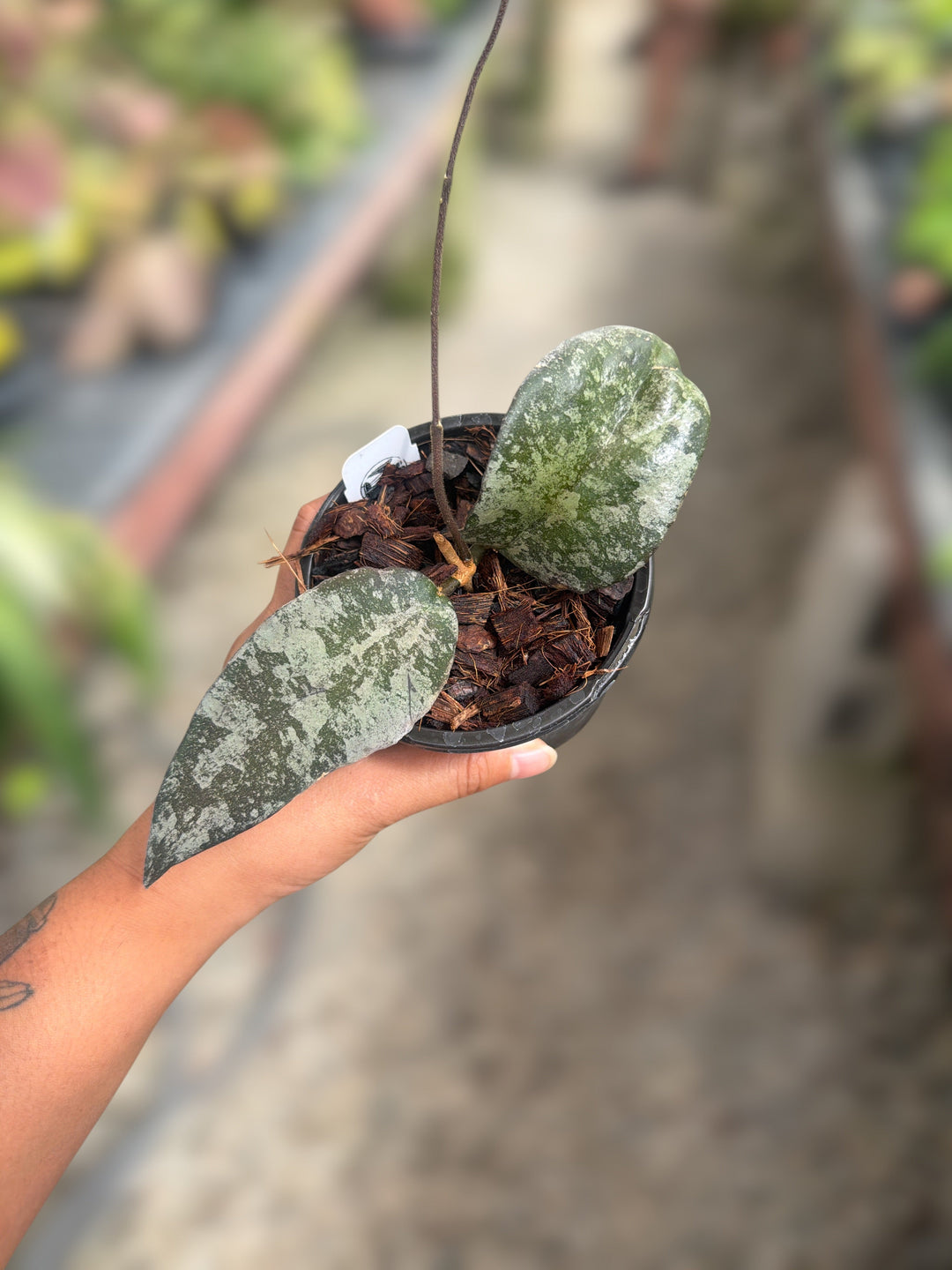 PS0068 - Hoya towutiensis (silver)