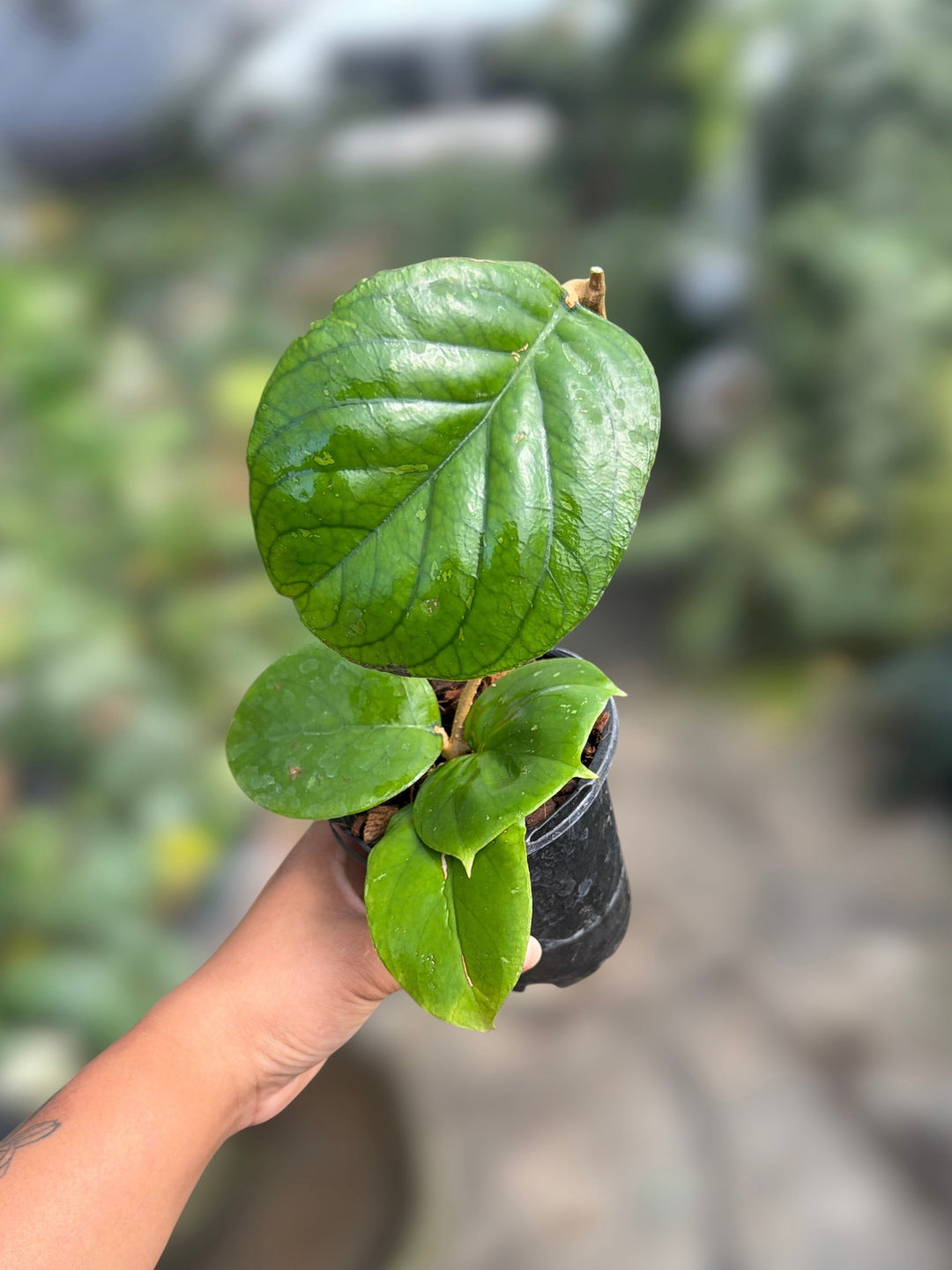 PS0070 - Hoya erythrina (round)