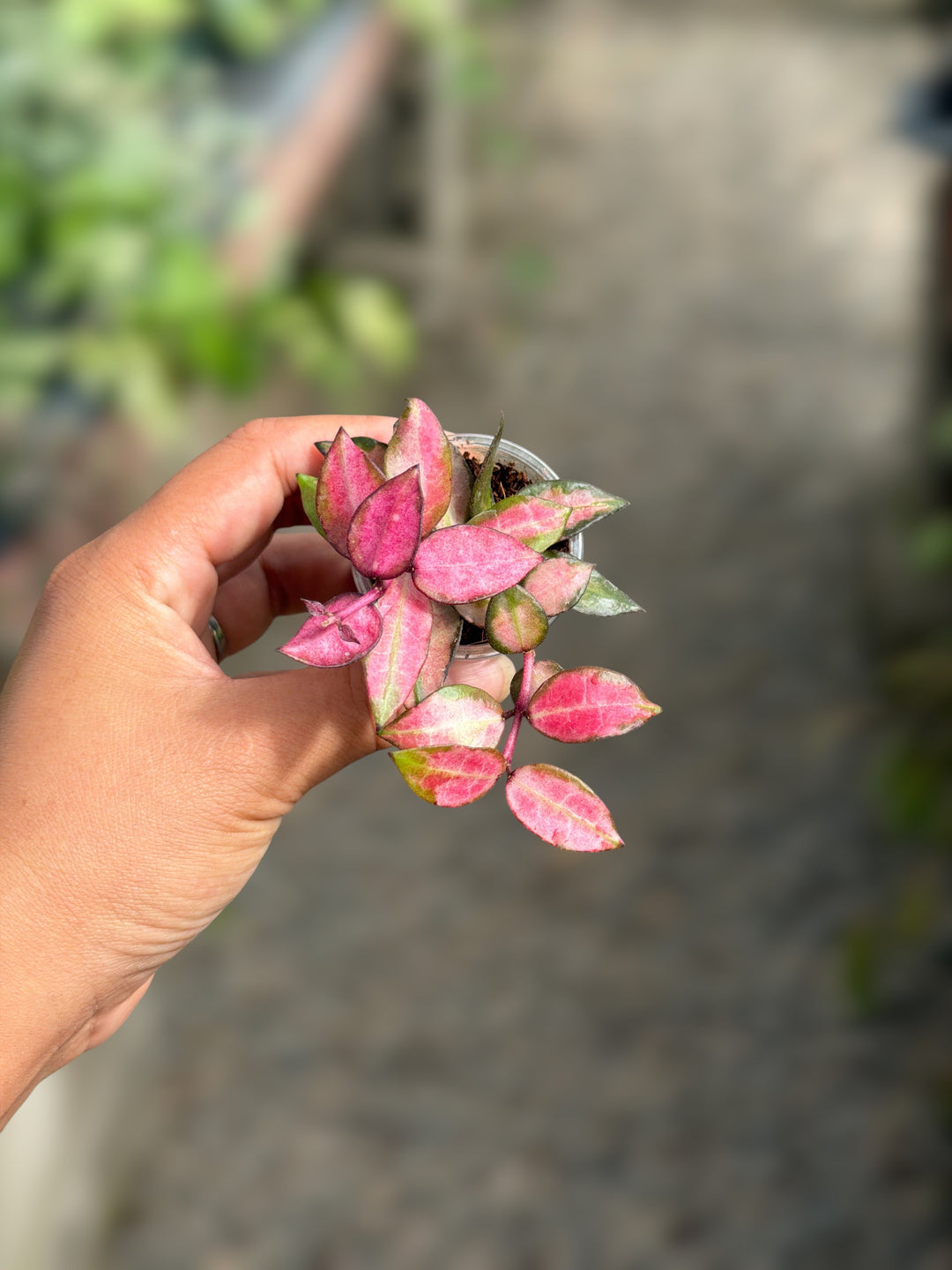 PS0069 - Hoya lacunosa ‘Scarlet Glow’