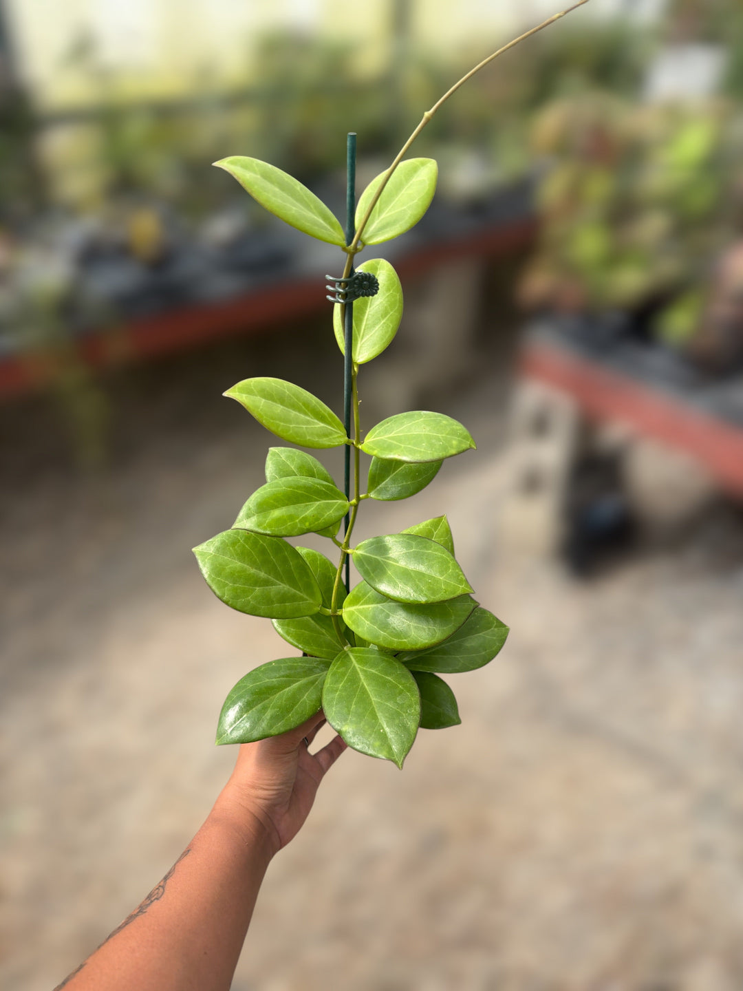 PS0087 - Hoya WRX 76-01 (mindorensis (red) x subquintuplinervis)