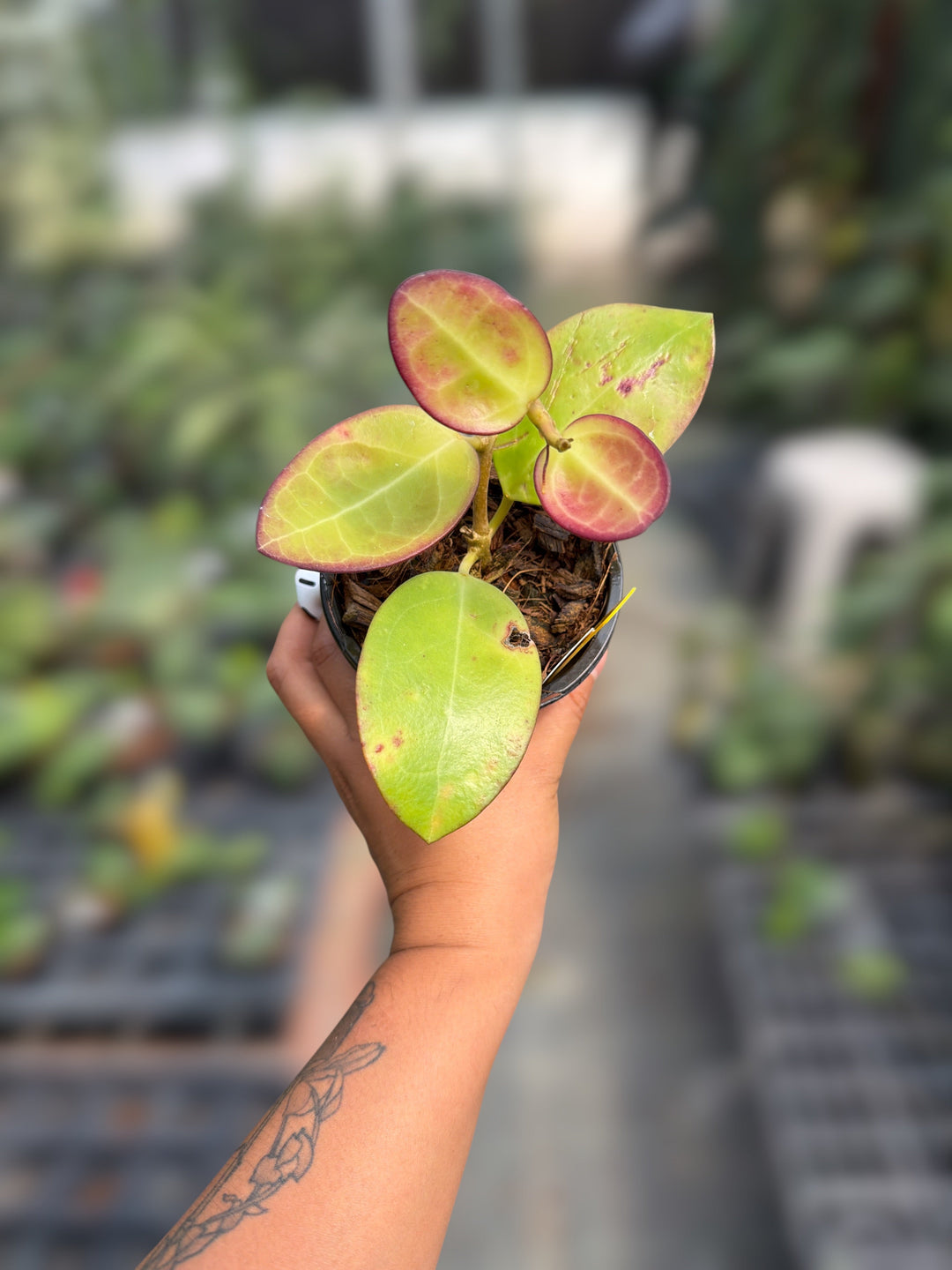 PS0093 - Hoya patcharawalai 023 x elliptica