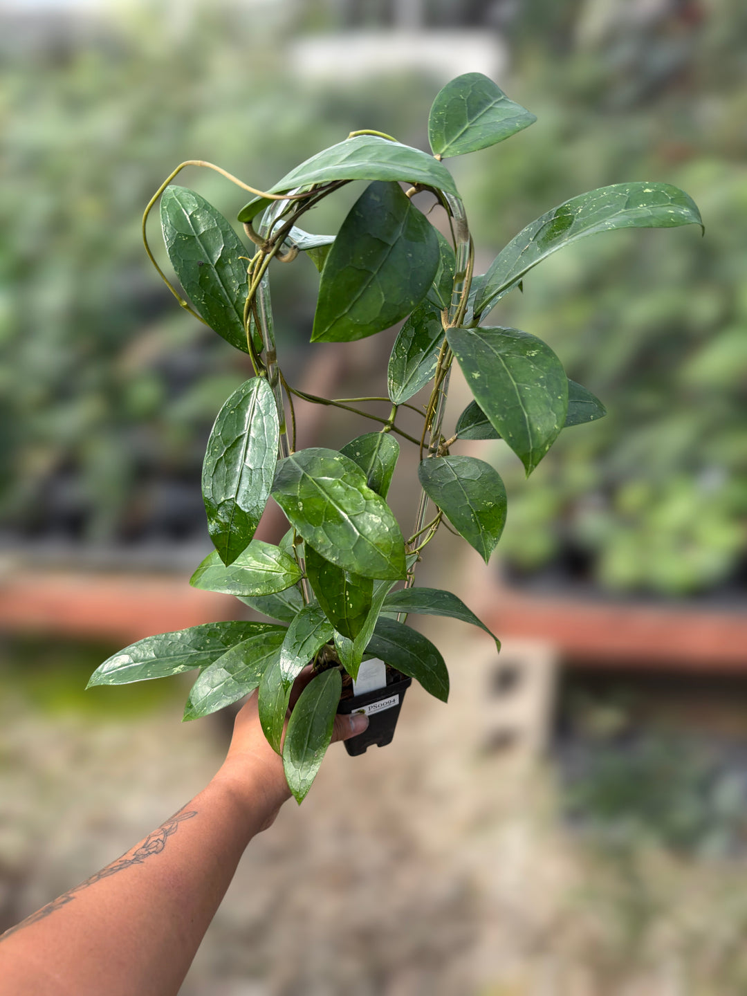 PS0094 - Hoya clemensiorum (OP)