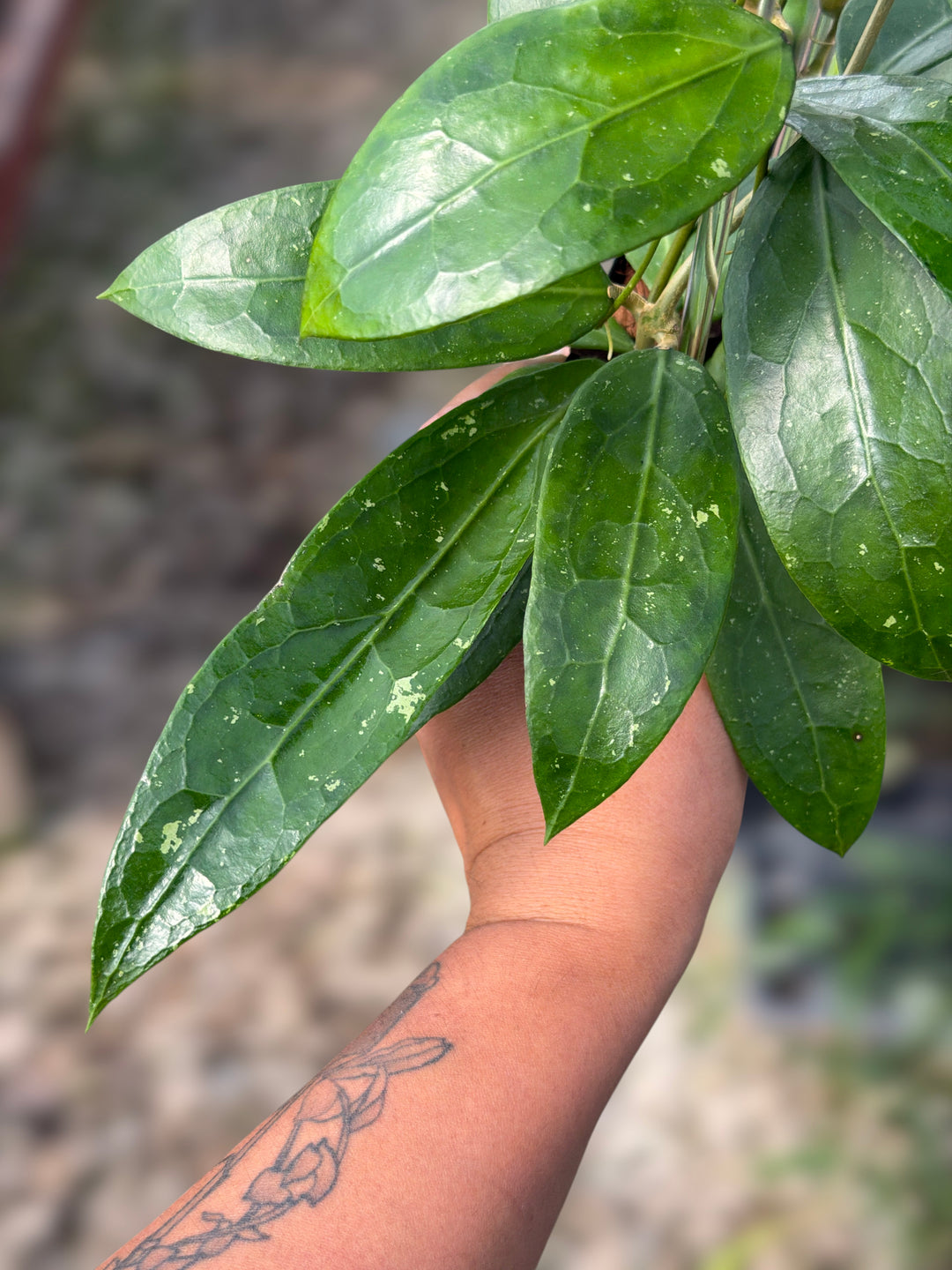 PS0094 - Hoya clemensiorum (OP)
