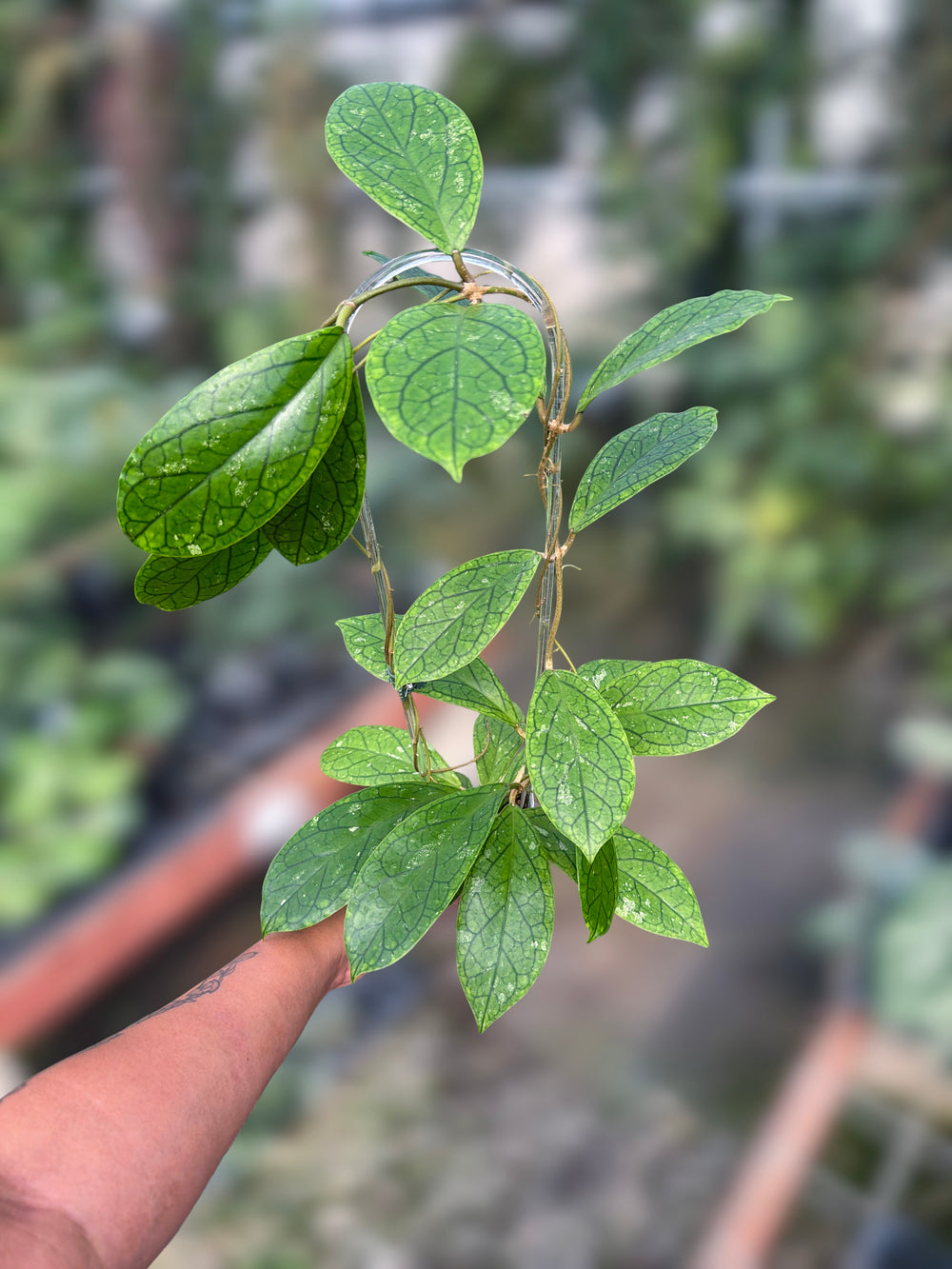 PS0097 - Hoya RHM2021 (OP)