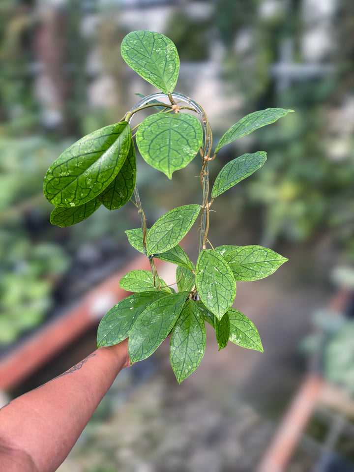 PS0097 - Hoya RHM2021 (OP)