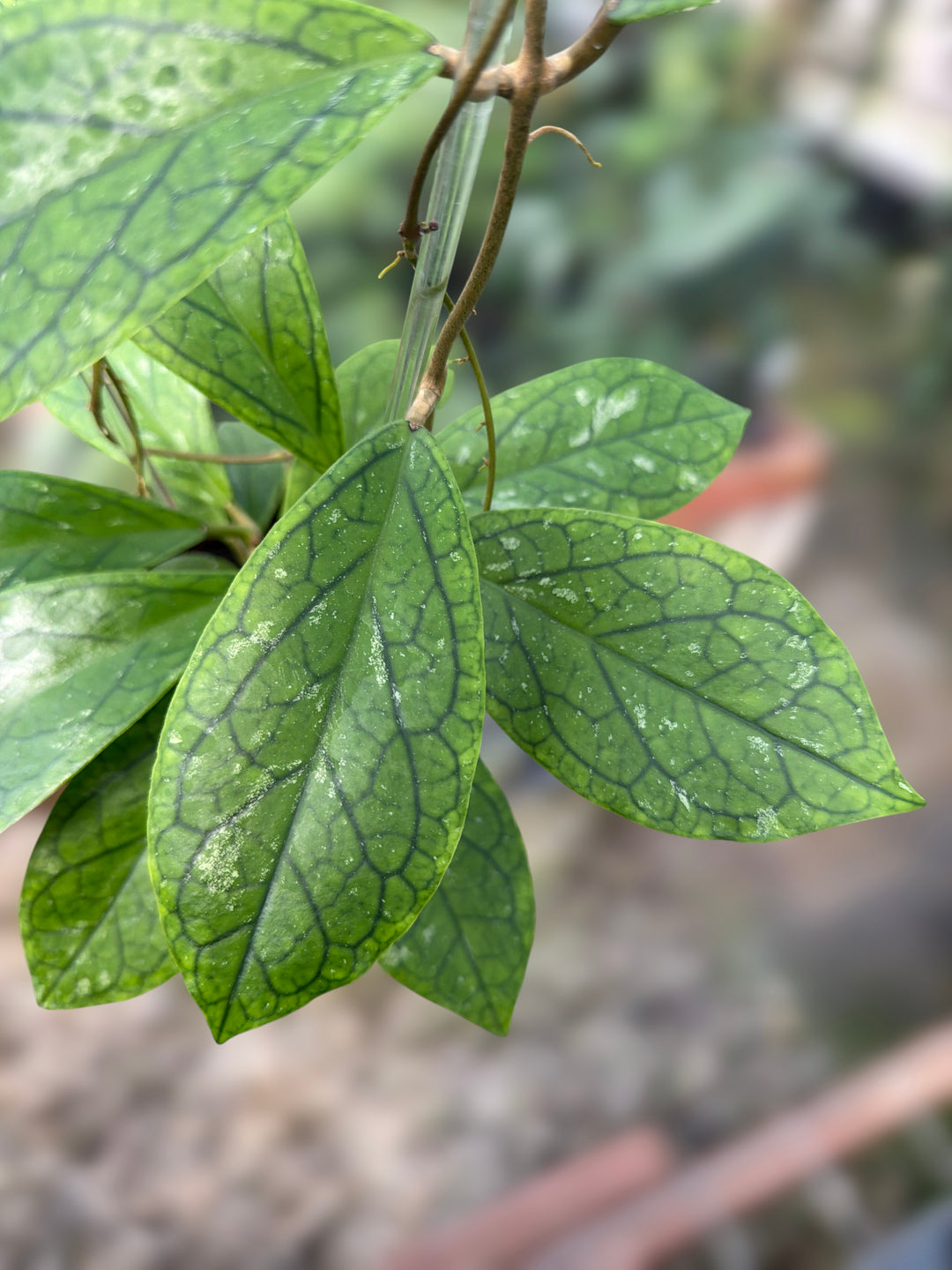 PS0097 - Hoya RHM2021 (OP)