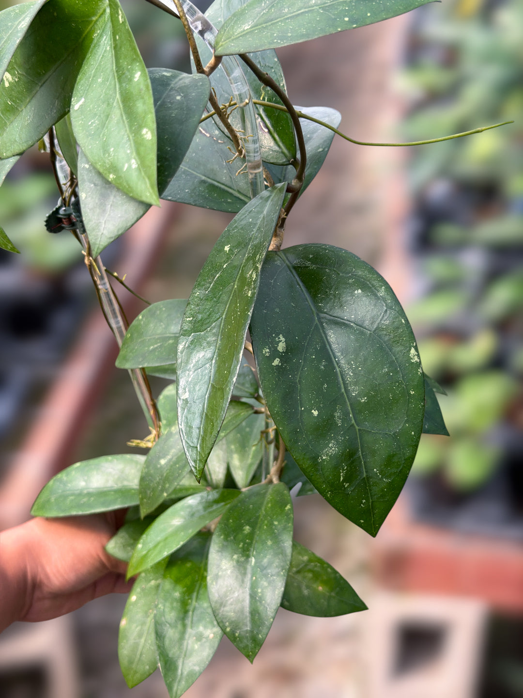 PS0099 - Hoya clemensiorum (OP)