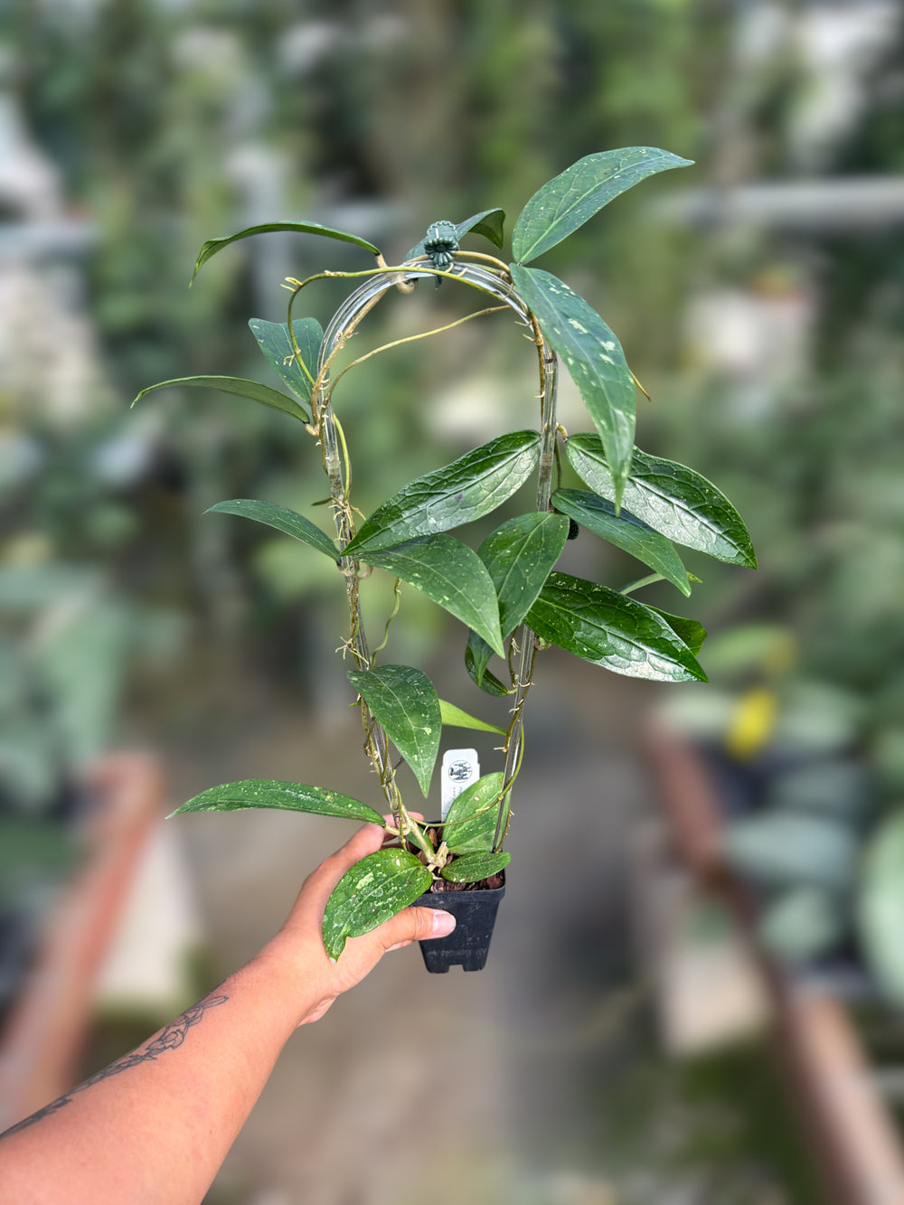 PS0100 - Hoya clemensiorum (OP)
