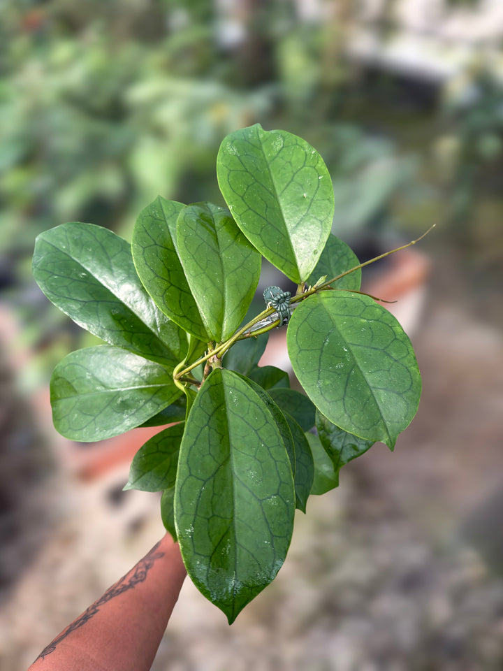 PS0101 - Hoya RHM2021 (OP)