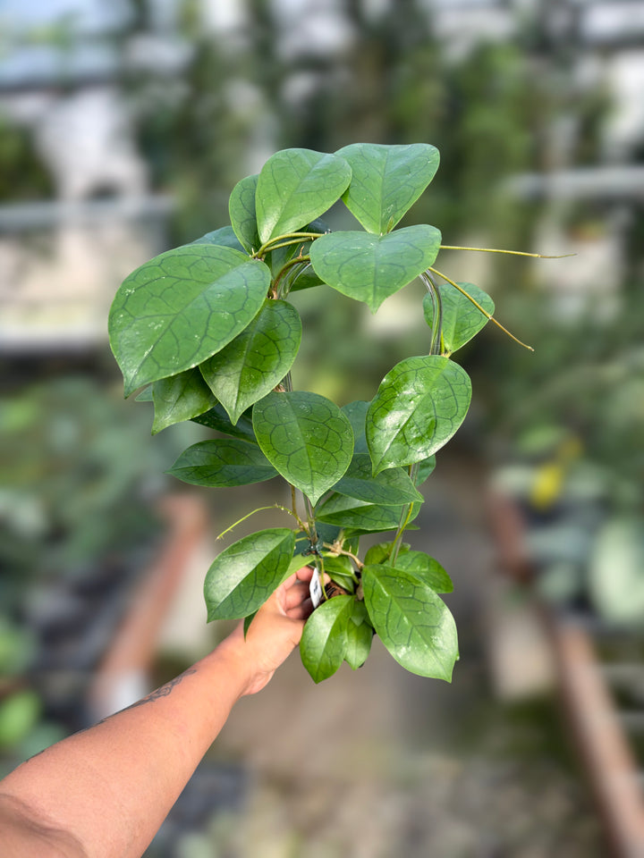 PS0101 - Hoya RHM2021 (OP)