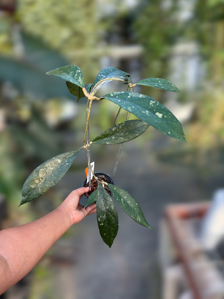 PS0916 - Hoya clemensiorum (Bengkulu)
