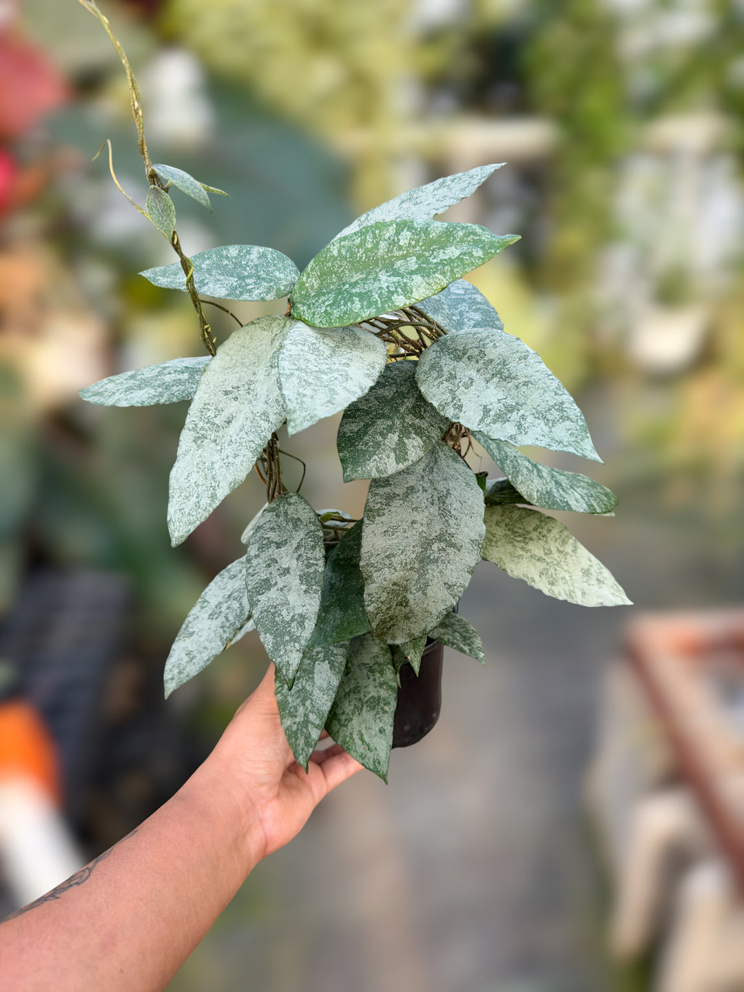 PS0915 - Hoya caudata ‘Sprinkle Snow’
