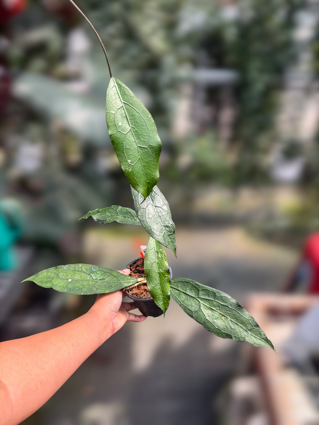 PS0756 - Hoya clemensiorum (Ted Green)