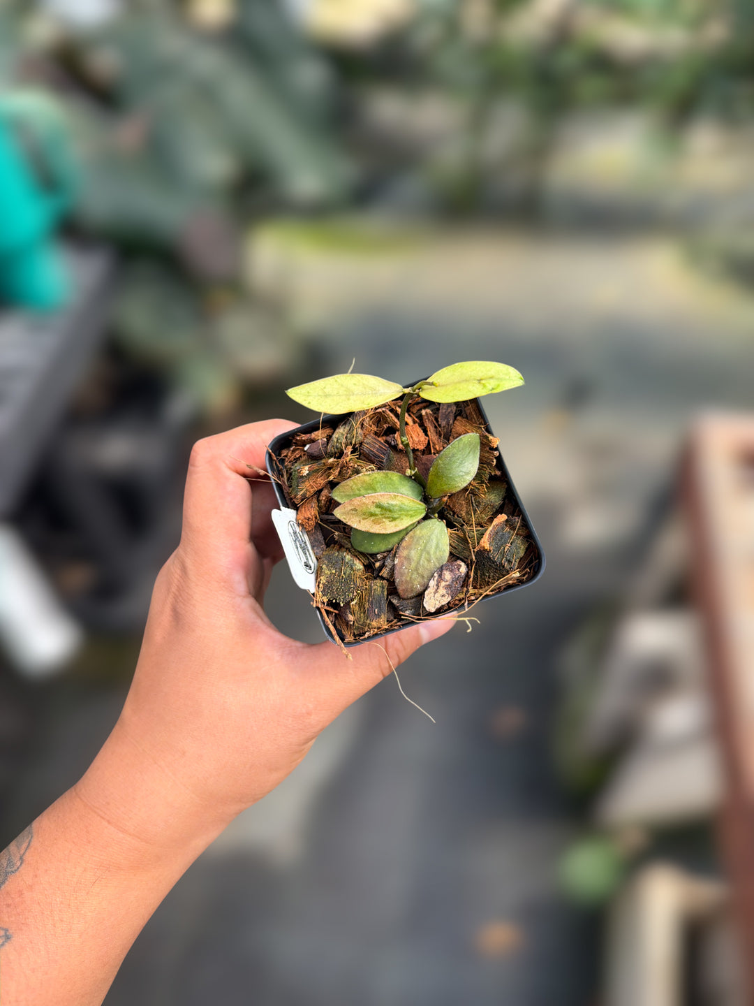 PS0111 - Hoya ‘Mini Coin’ (Kalimantan, variegated)
