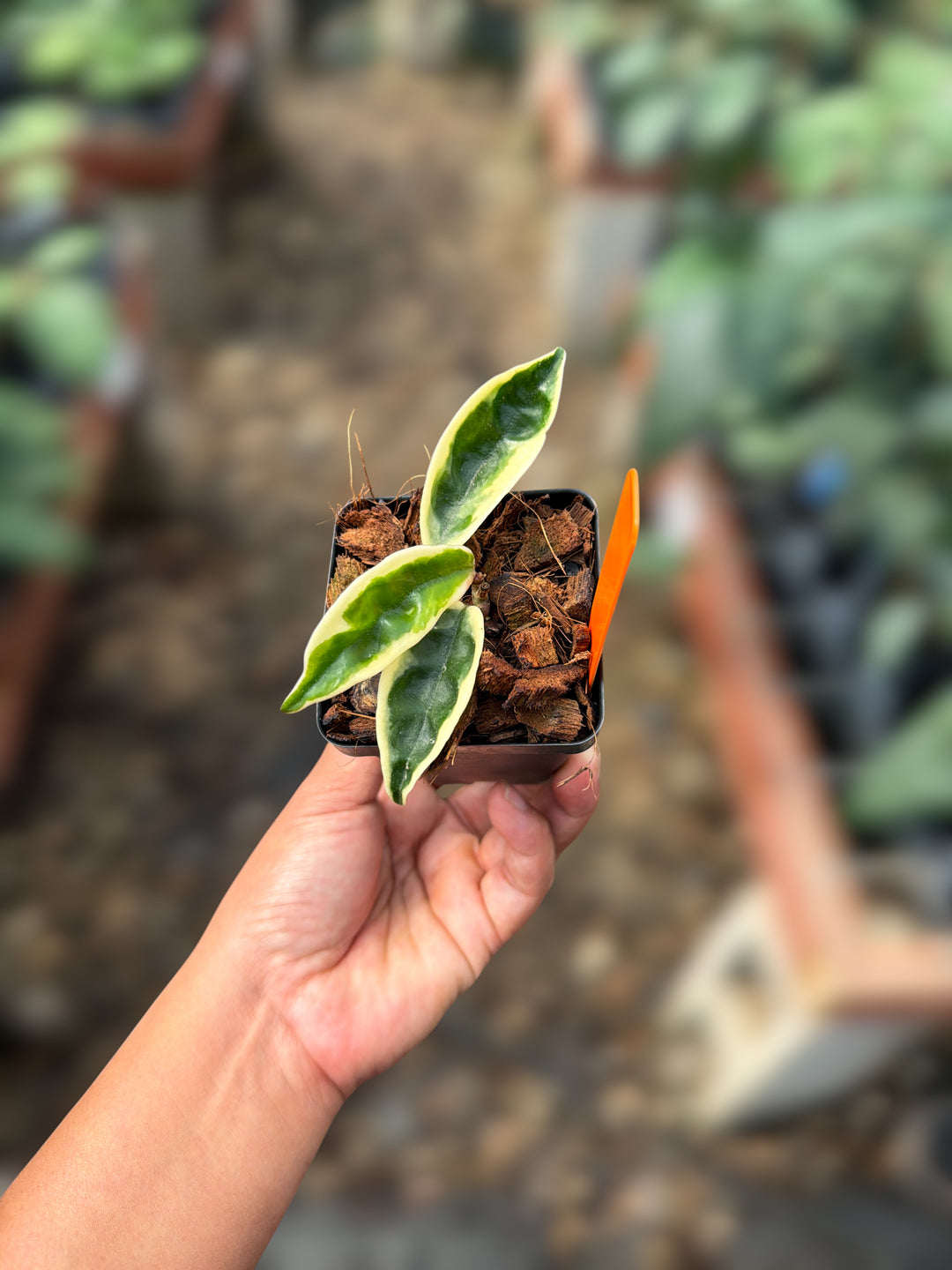 PS0917 - Hoya Carnosa 'Suzie Q'