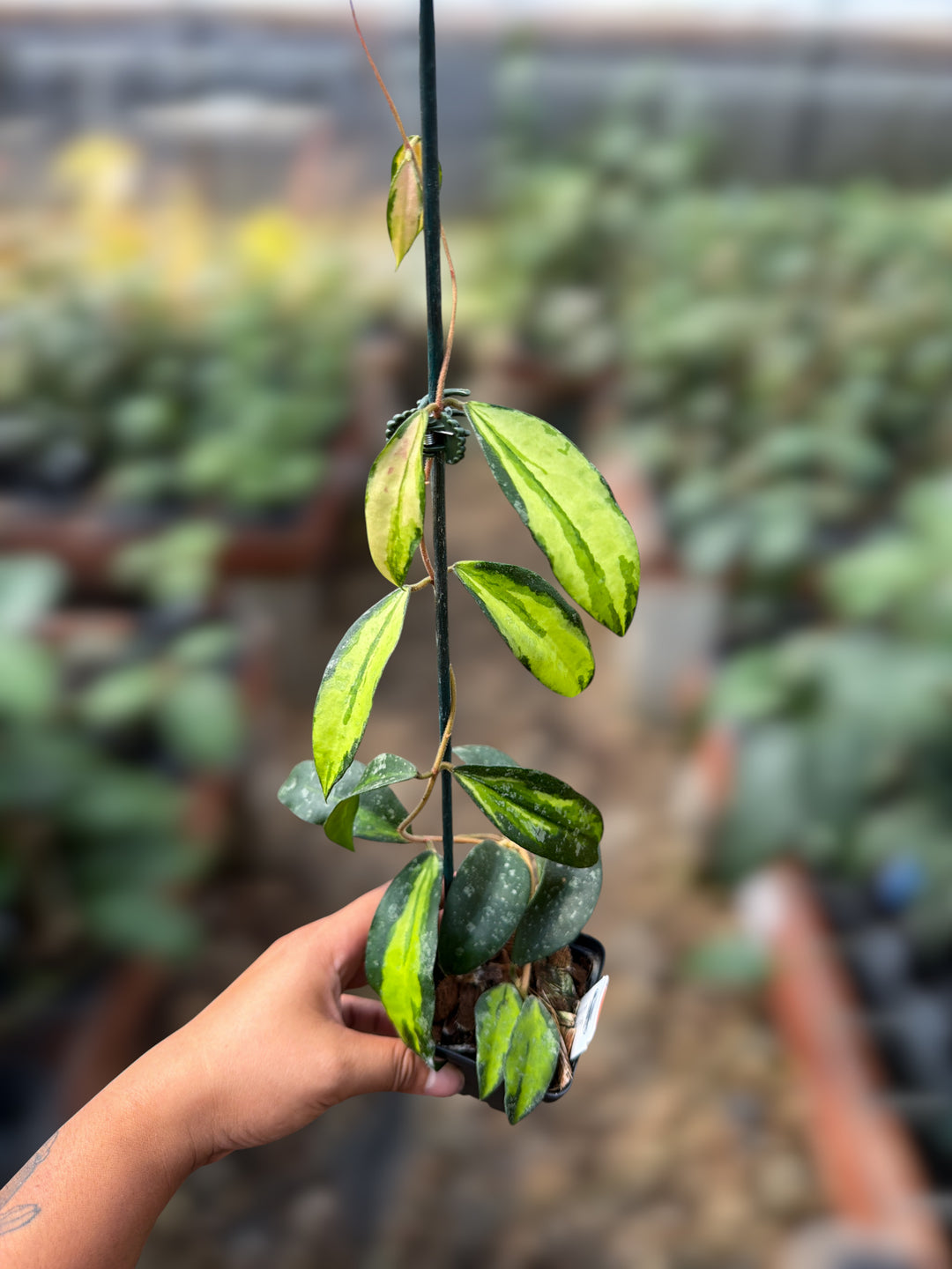 EXACT - Hoya phuwuaensis (variegated)