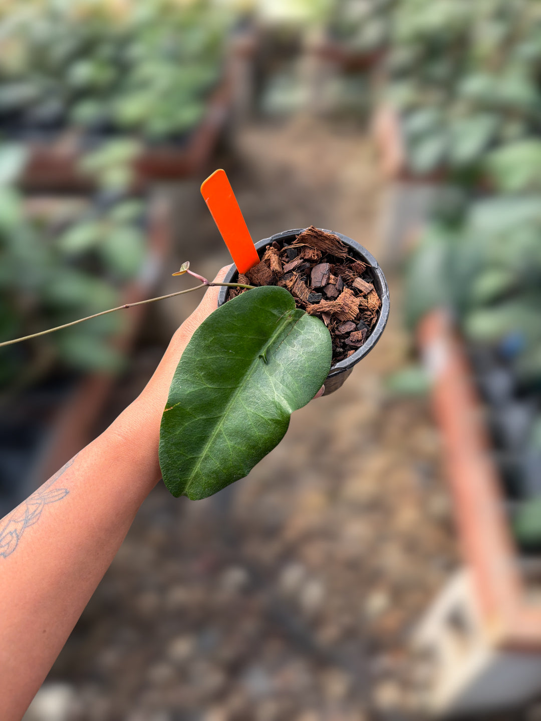 PS0124 - Hoya megalaster (Ubiyau)