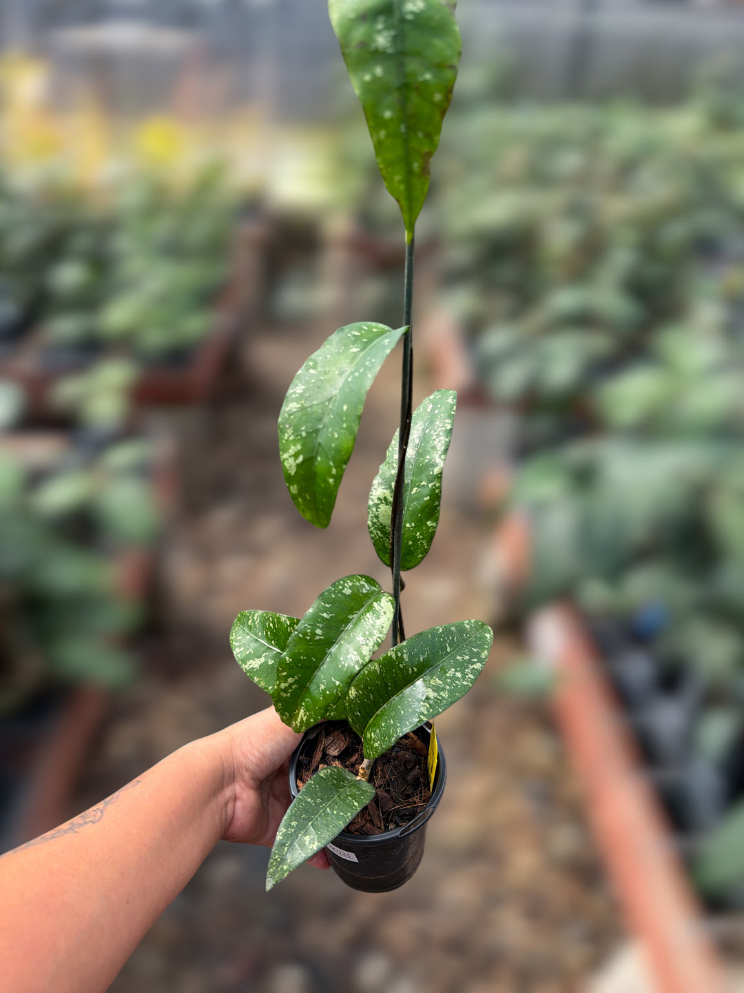 PS0125 - Hoya sp. (Putri Betung)