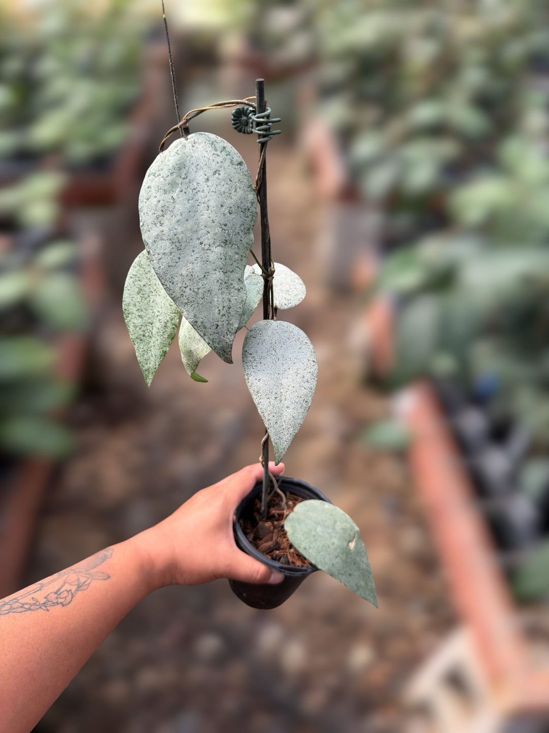 PS0130 - Hoya caudata ‘Argene’ (cosmetic damage)