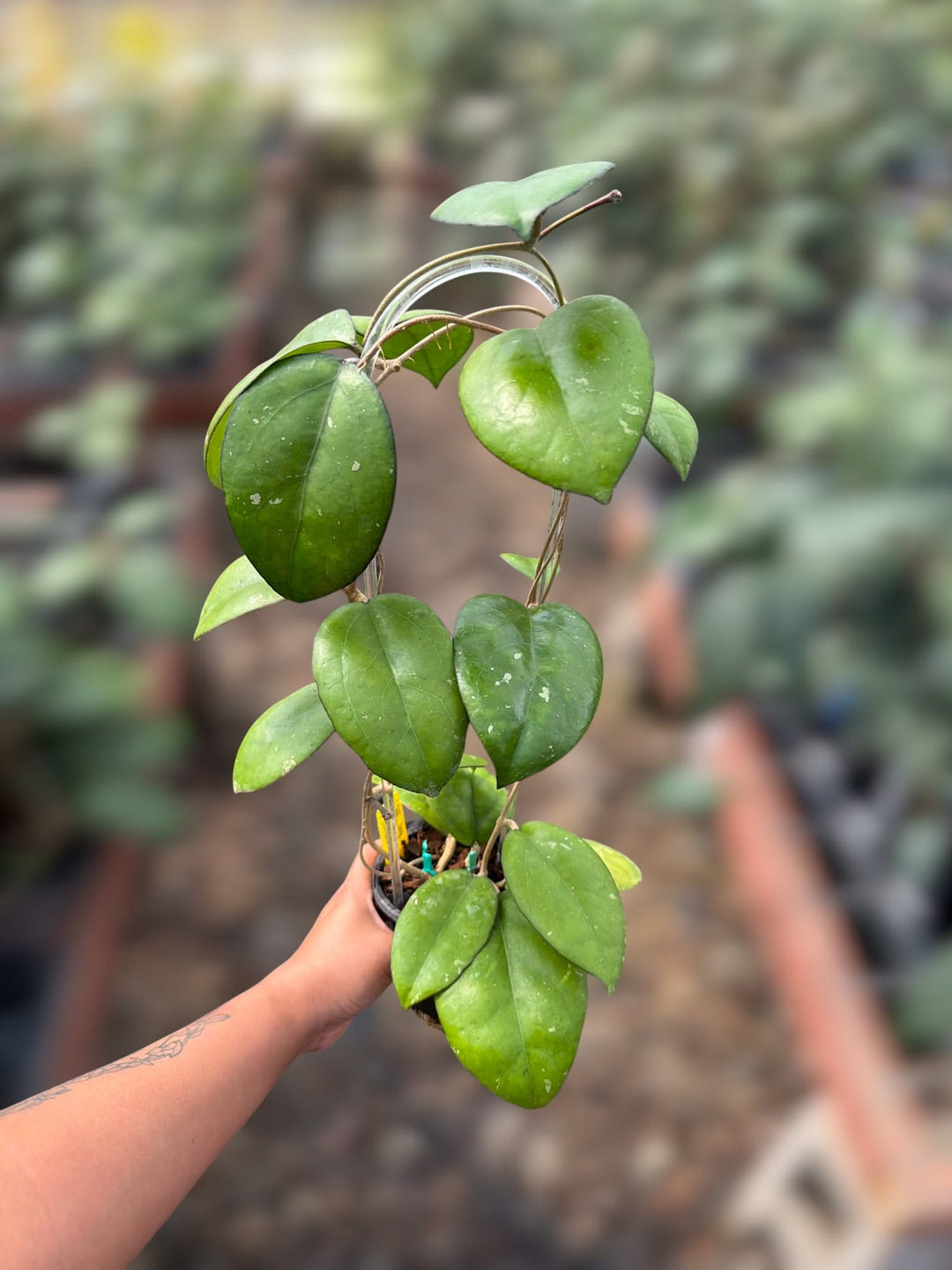 PS0133 - Hoya ‘Joy’