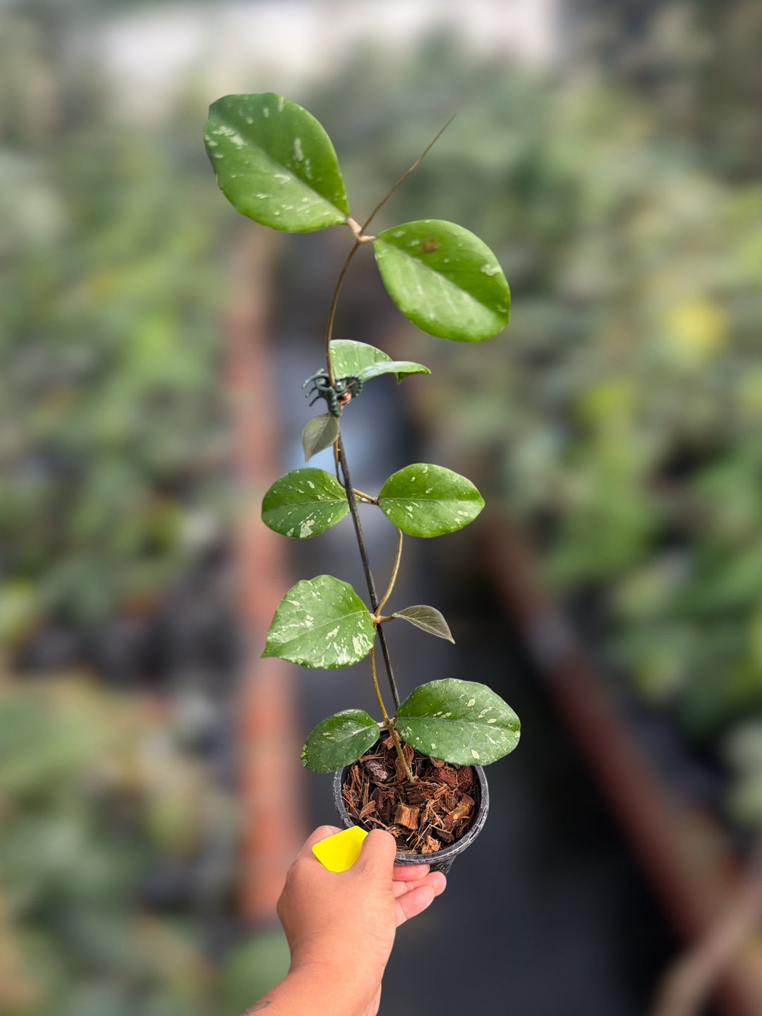 PS0139 - Hoya sp. ‘Manohara’ (Gunung Leuser)