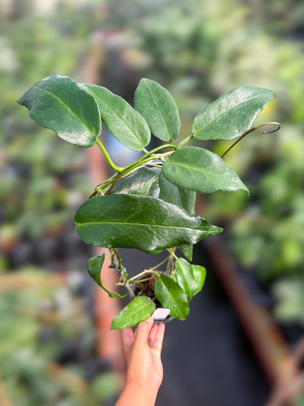 PS0142 - Hoya mcgillivrayi