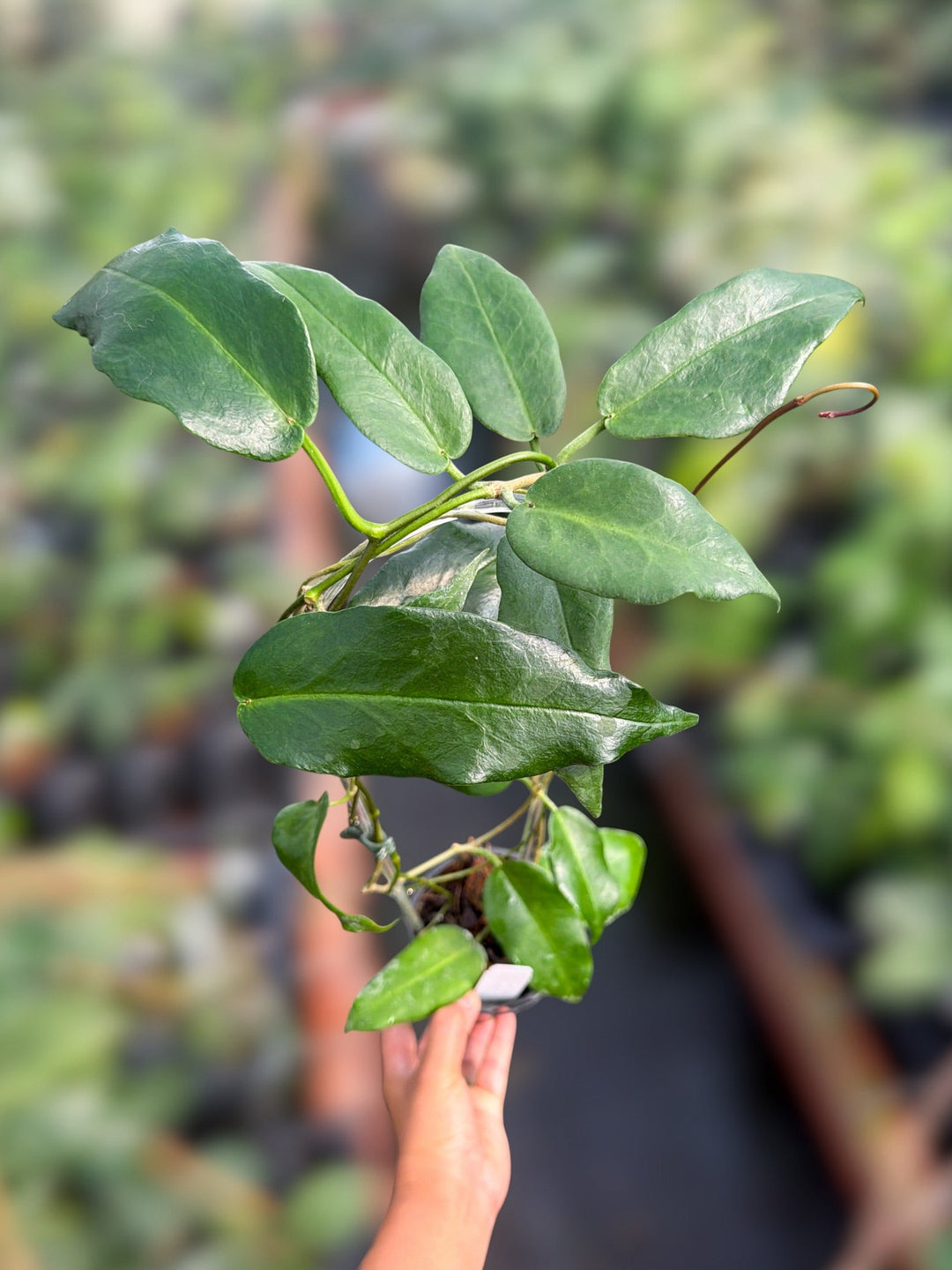 PS0142 - Hoya mcgillivrayi