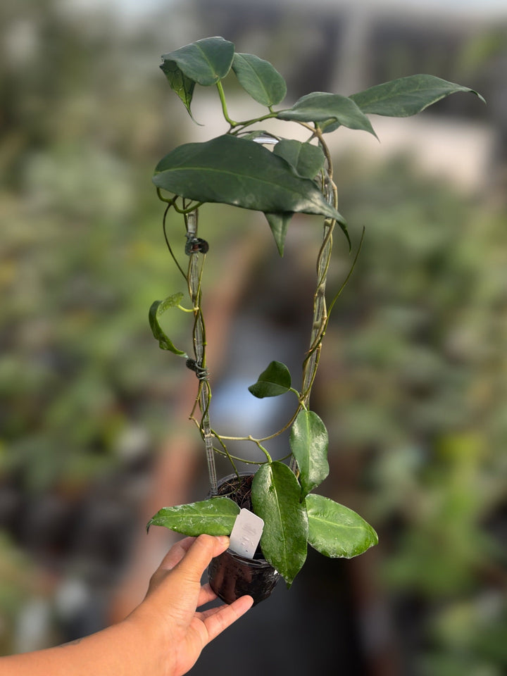 PS0142 - Hoya mcgillivrayi