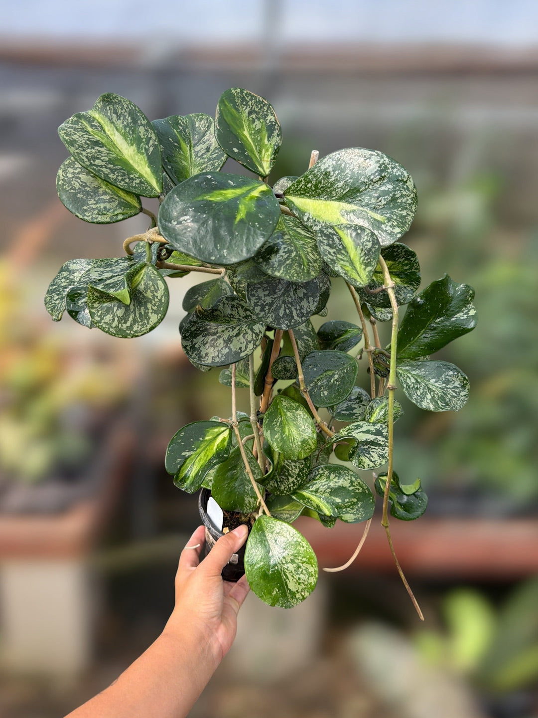 PS0146 - Hoya obovata (variegated, splash)