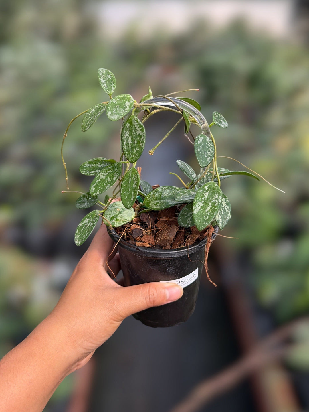 PS0148 - Hoya ‘Lima’ (splash)