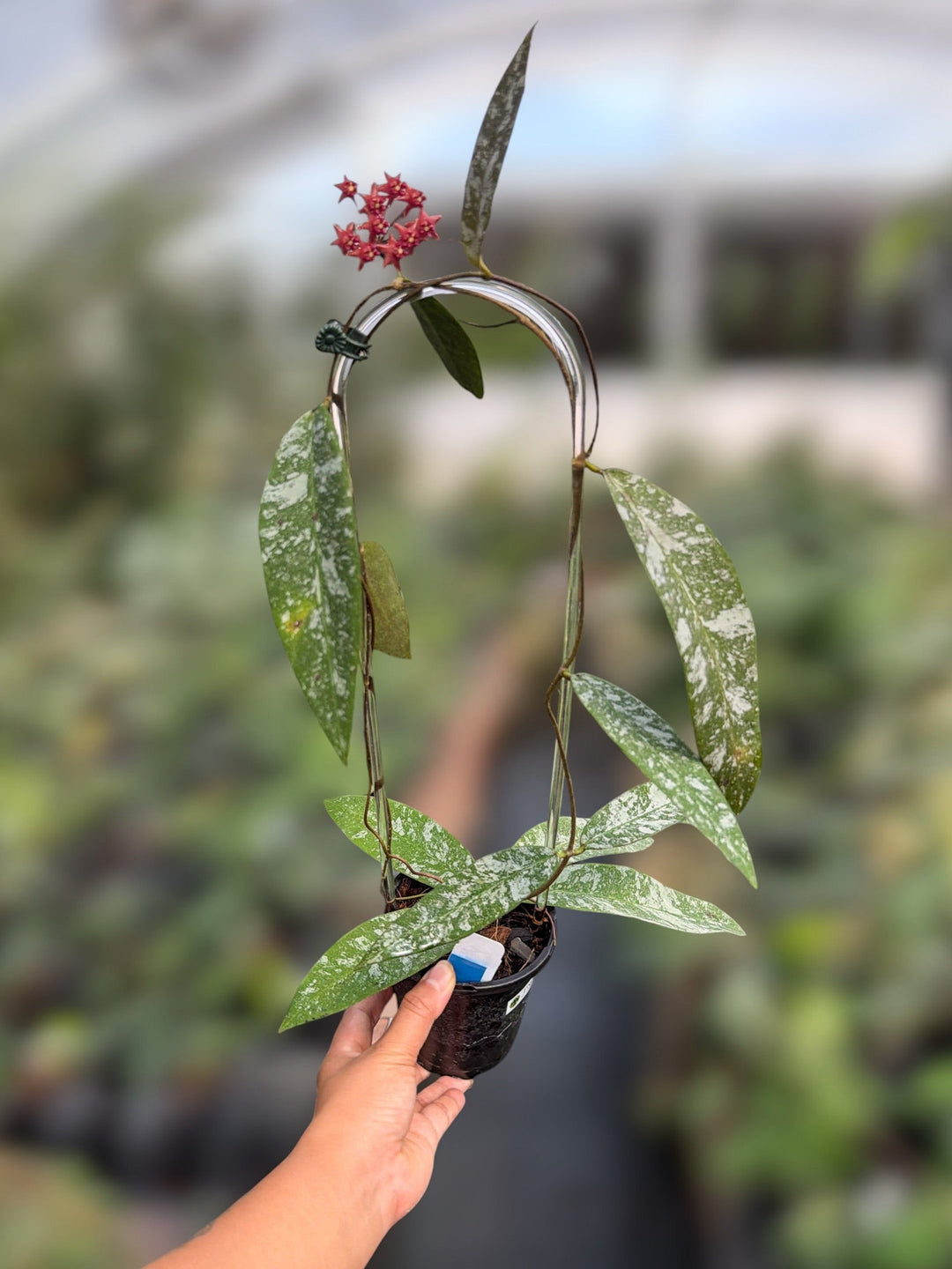 PS0149 - Hoya kaikoeana (red flower, splash, aka ‘Dahlia’)