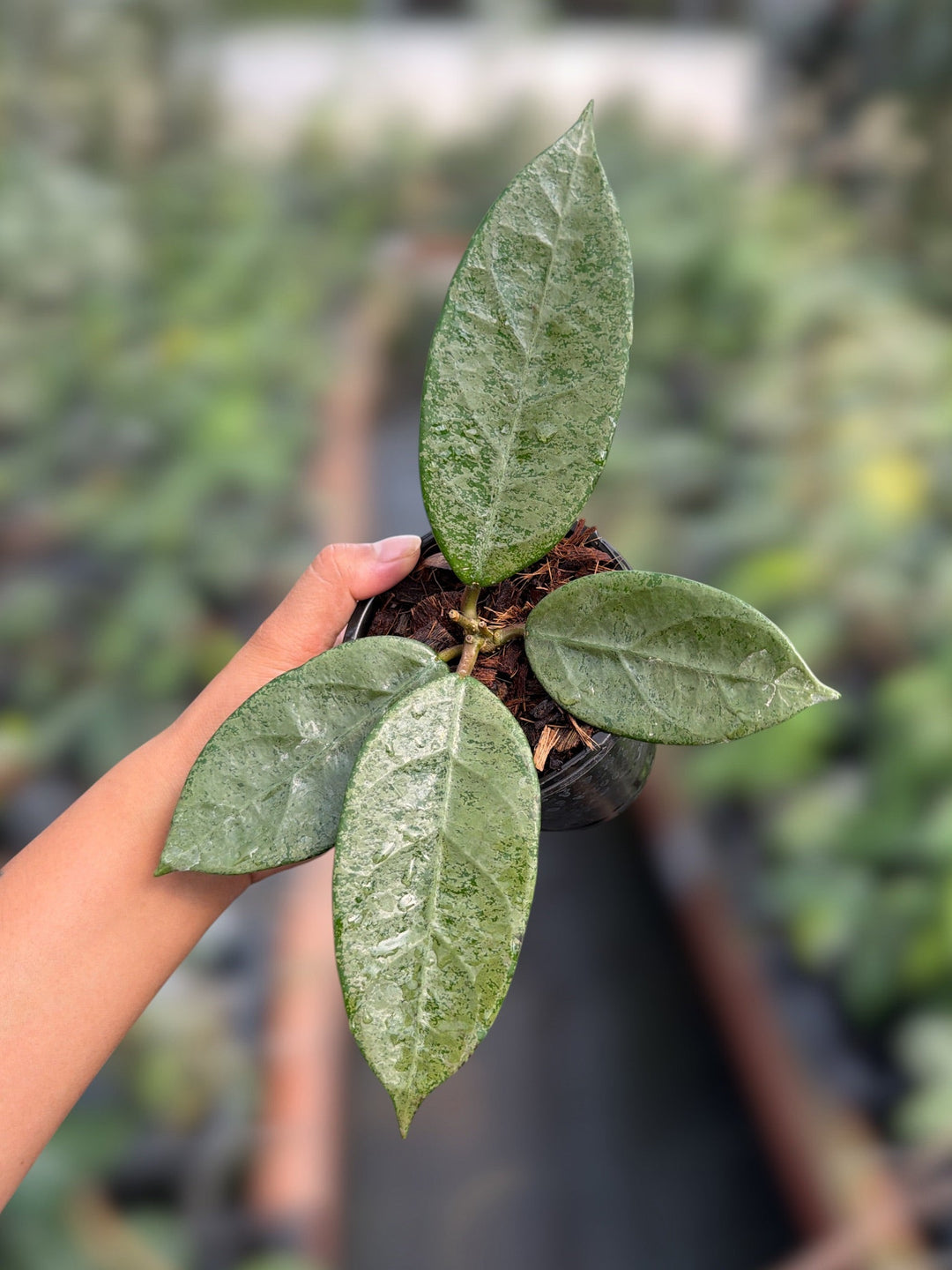 PS0150 - Hoya sp. Lai Chau (round leaves, silver)