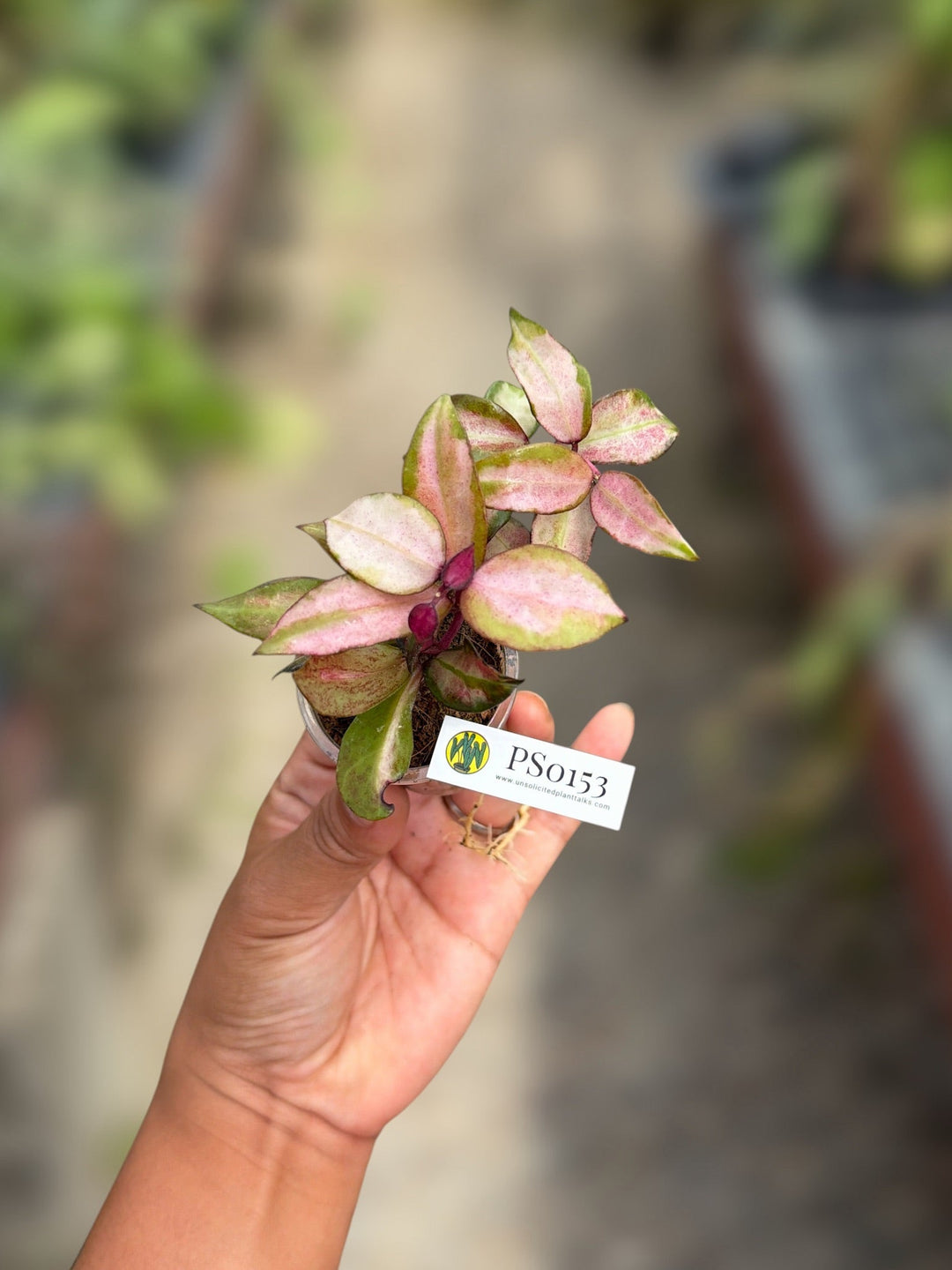 PS0153 - Hoya lacunosa ‘Scarlet Glow’ (fka ‘Bruno’ (red))