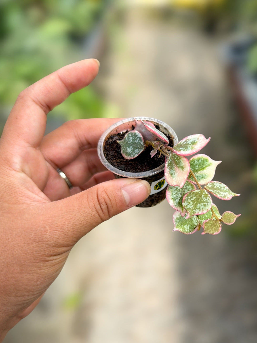 PS0157 - Hoya curtisii (outer variegated)